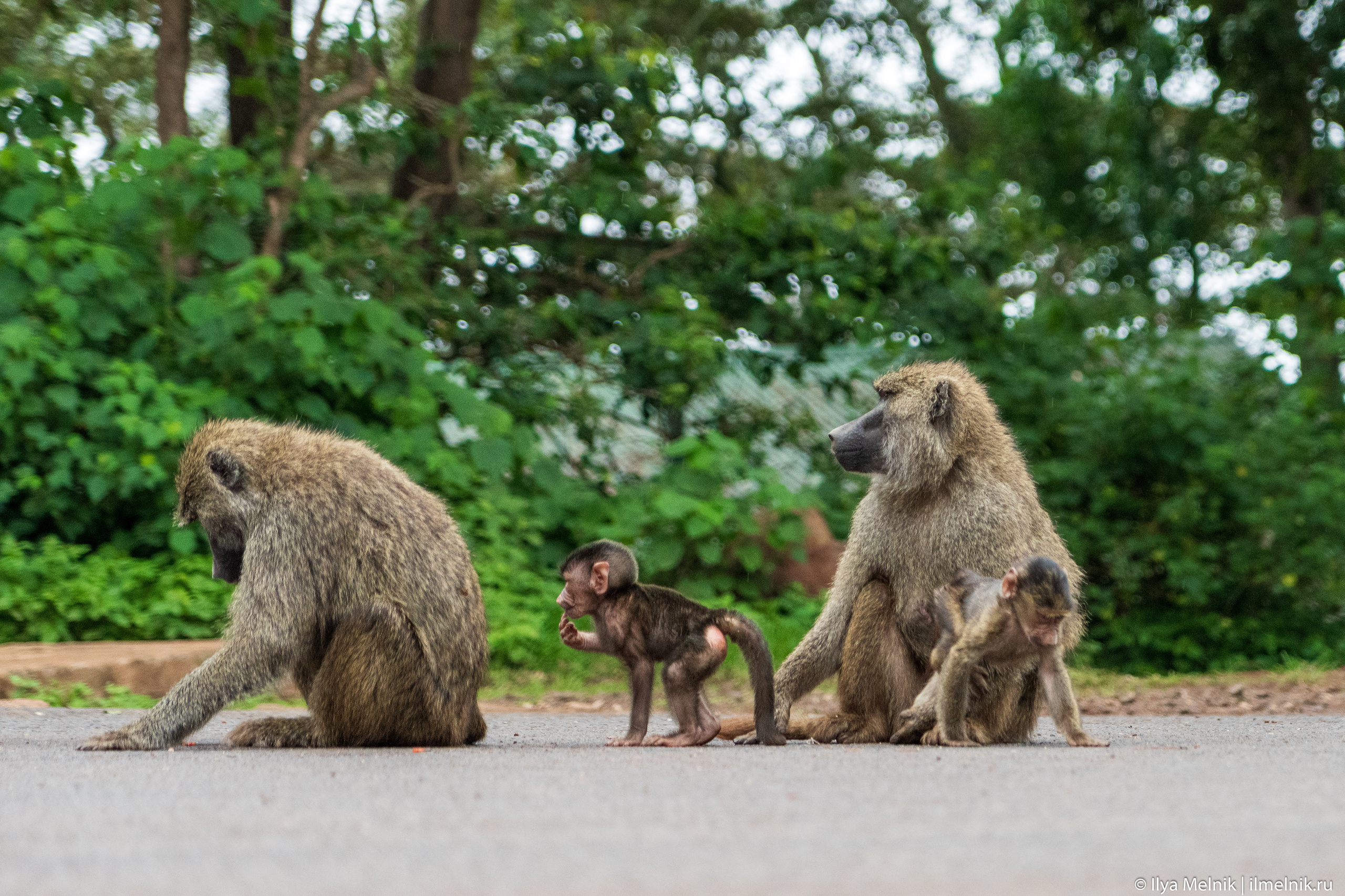 Tanzania. Ilya Melnik Photography