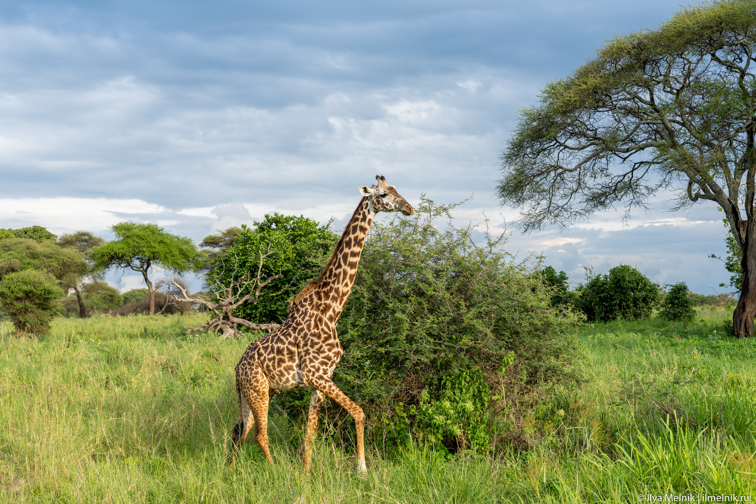 Tanzania. Ilya Melnik Photography