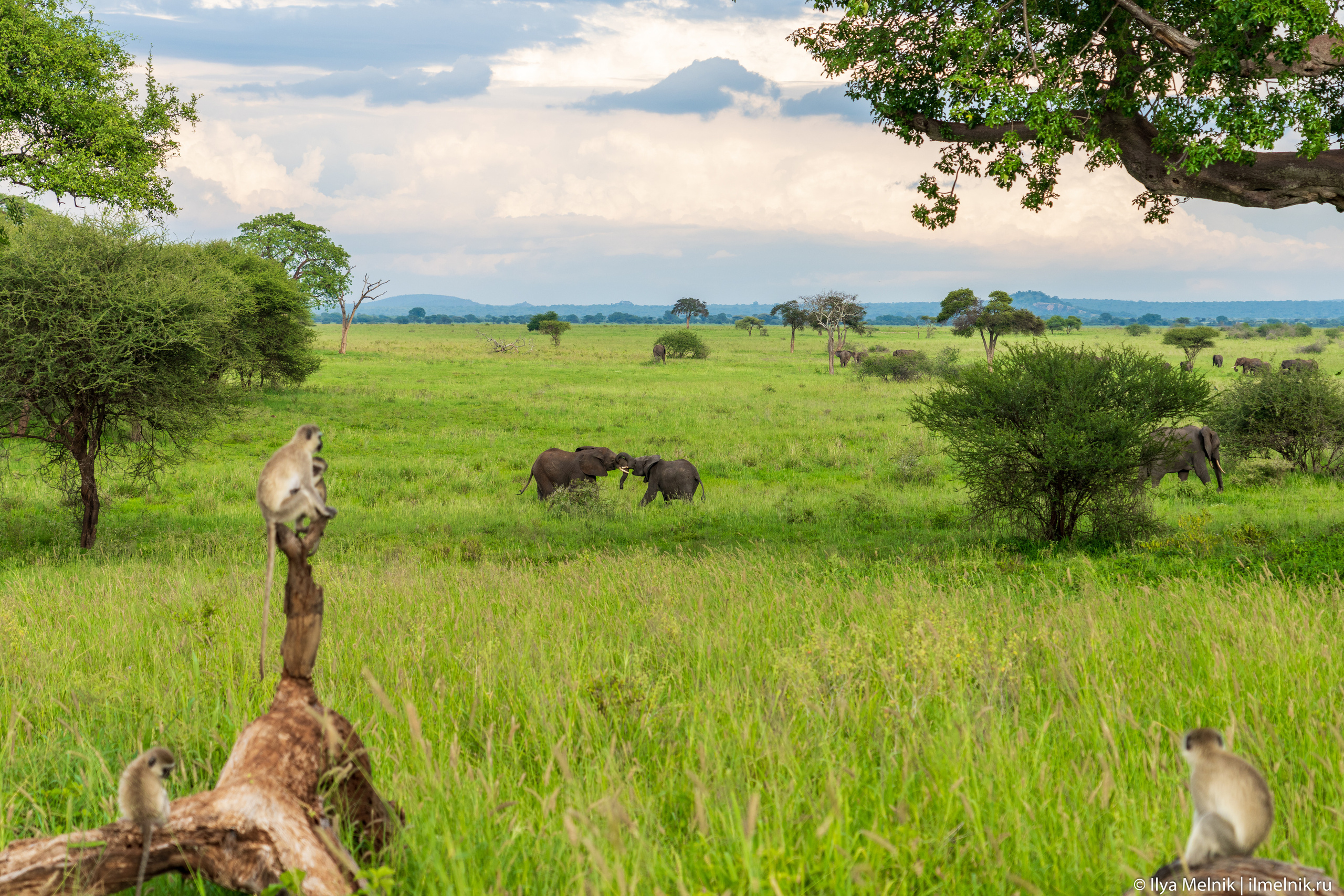 Tanzania. Ilya Melnik Photography