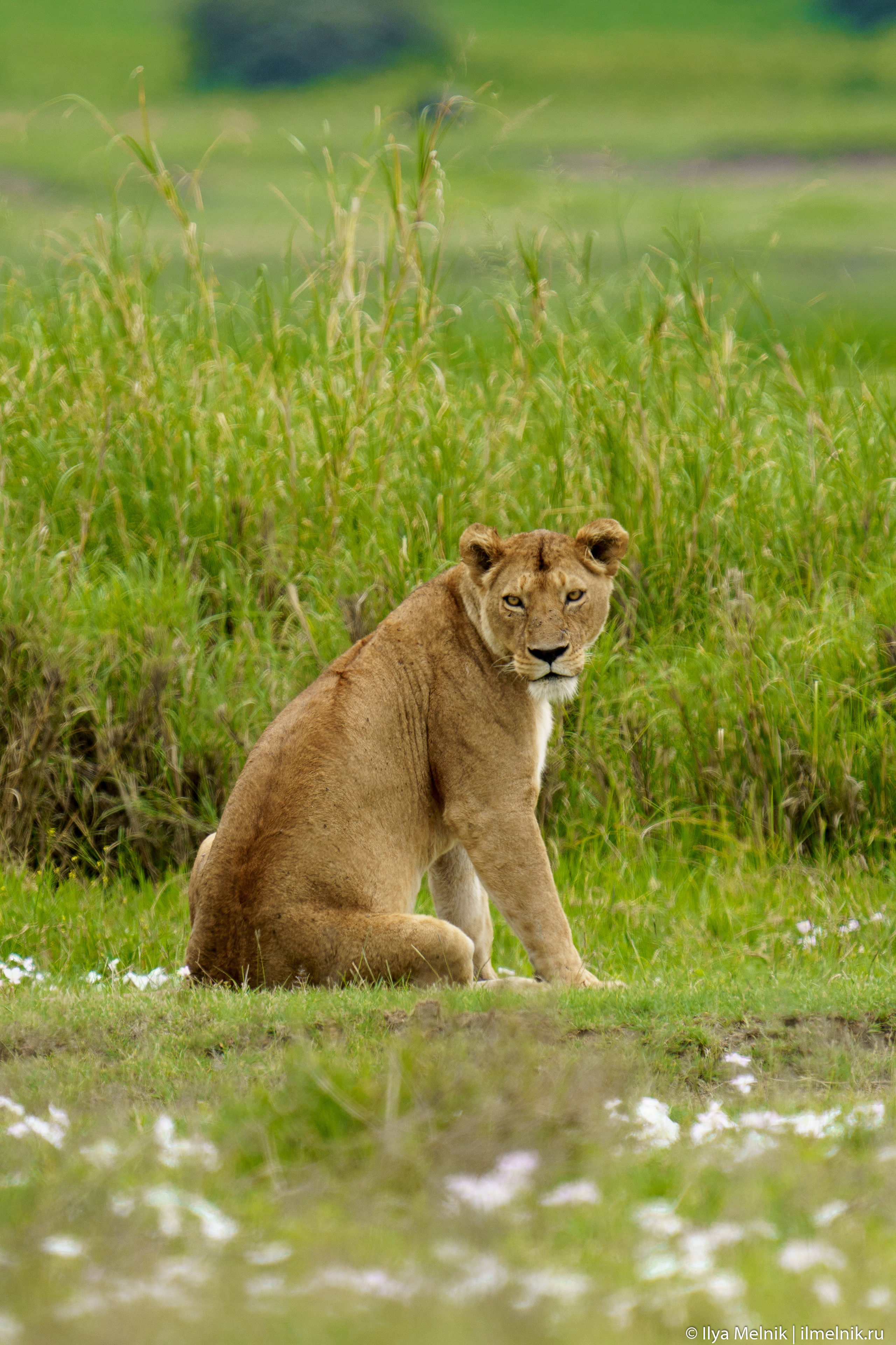 Tanzania. Ilya Melnik Photography