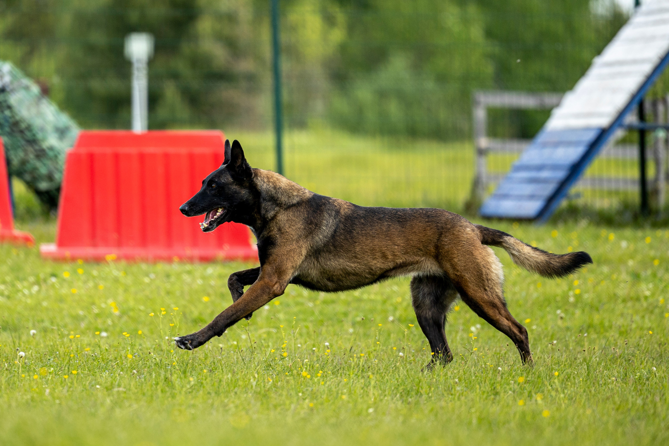 Испытания по мондьорингу в Нижнем Новгороде. Фотограф-анималист Анна Маринич