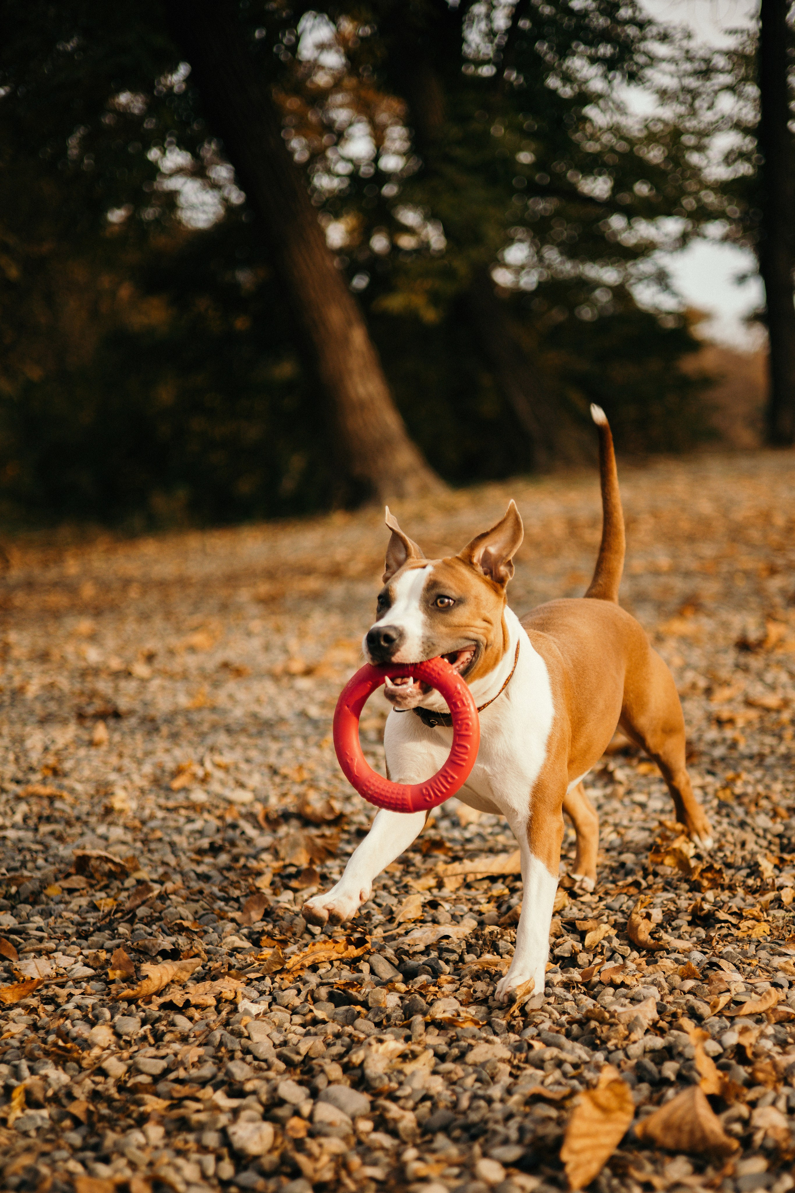 Лаффи и ее семья. Фотограф — анималист Владивосток, Алина