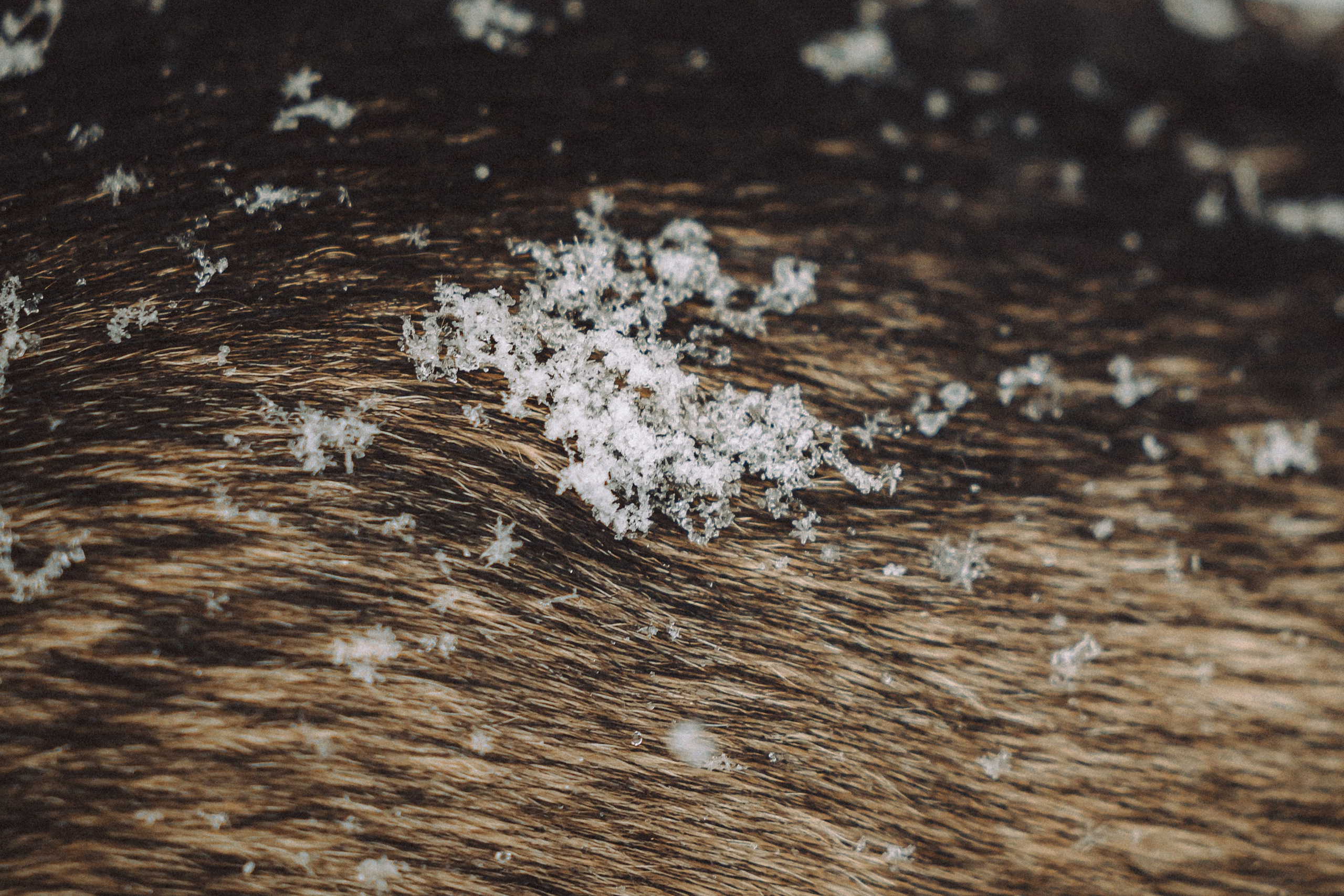 Аня и Рокси