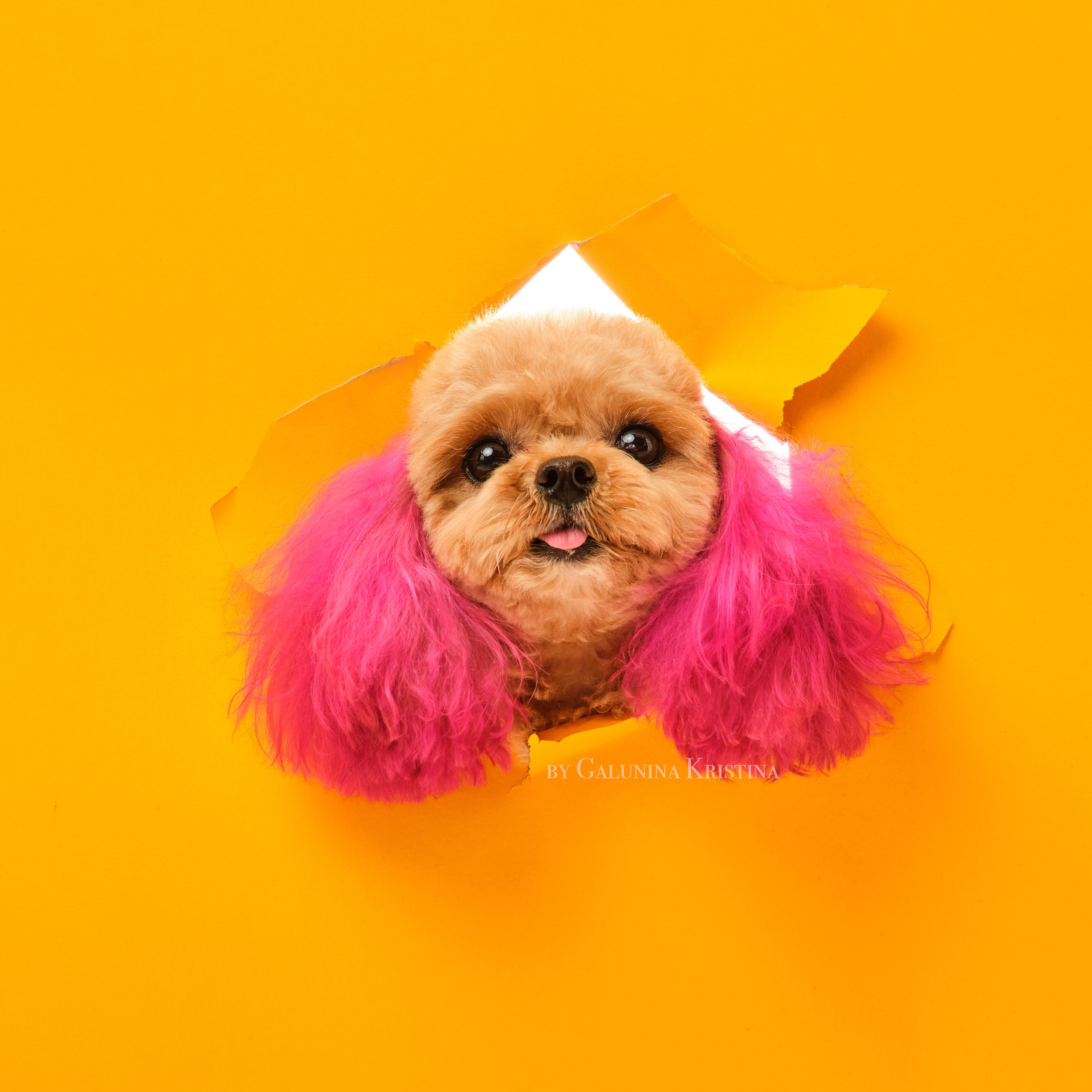 Мальтипу. Фотограф в Москве — Галунина Кристина