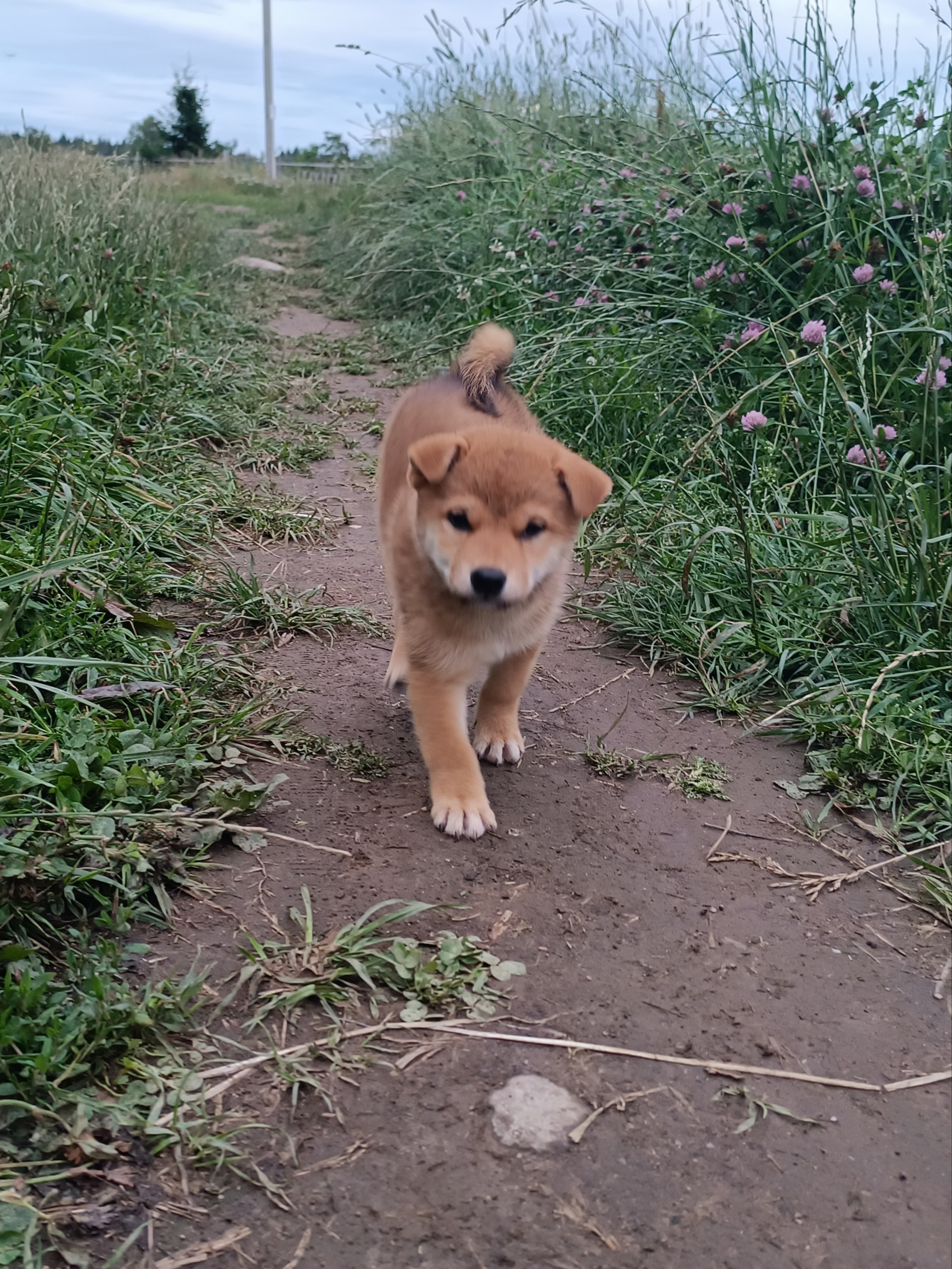 сиба питомник Рубилайт щенки на продажу rubylight  сиба щенки купить СПб Санкт-Петербург 