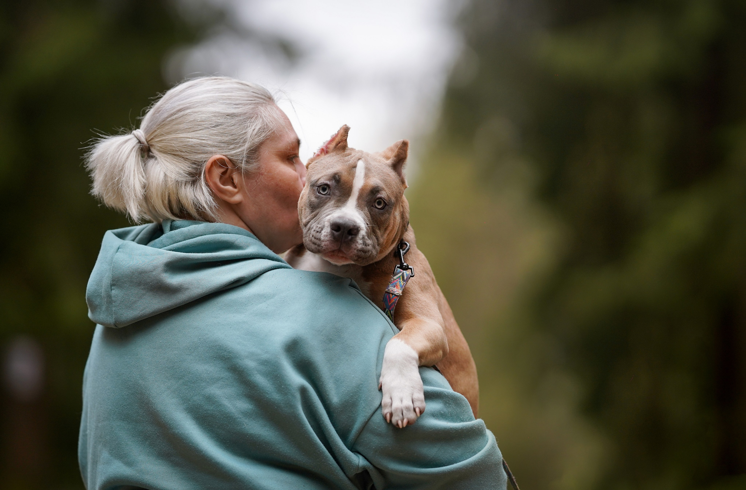 Щенки булли. Фотограф-анималист в Санкт-Петербурге Яна Мартынова