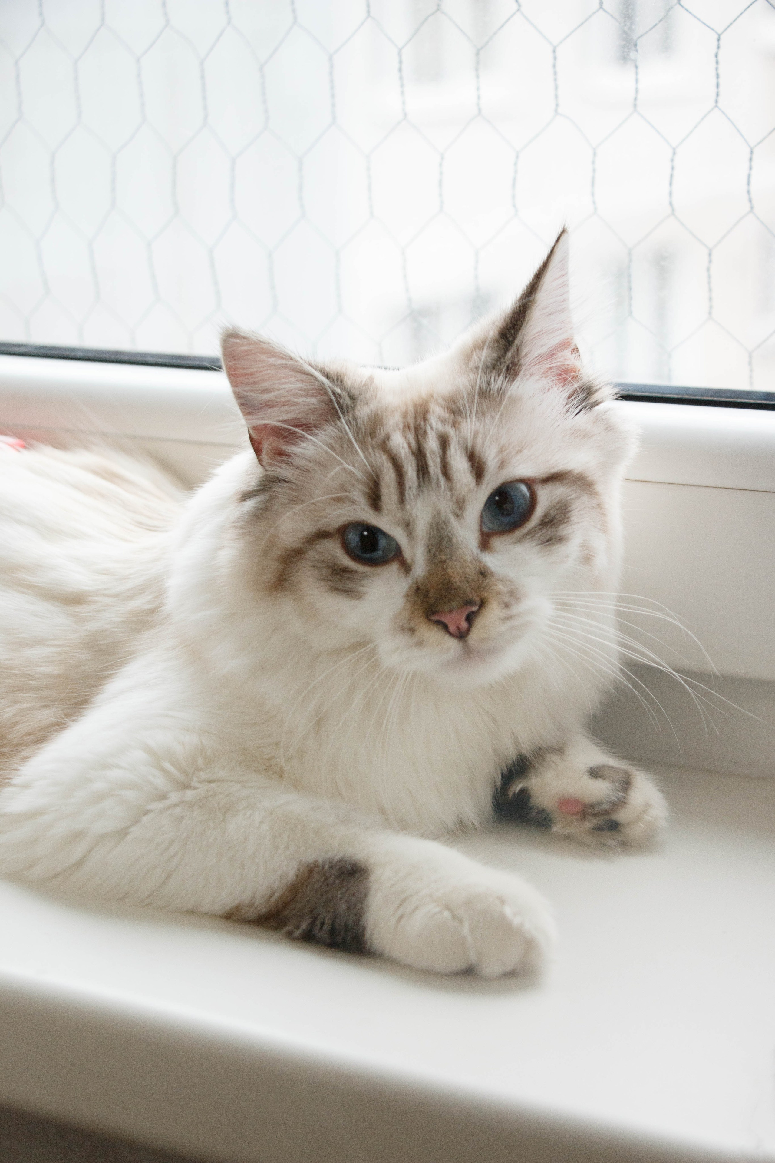 Kristina & Miya. Бережно сохраняю ваши чувства и истории на своих фотографиях