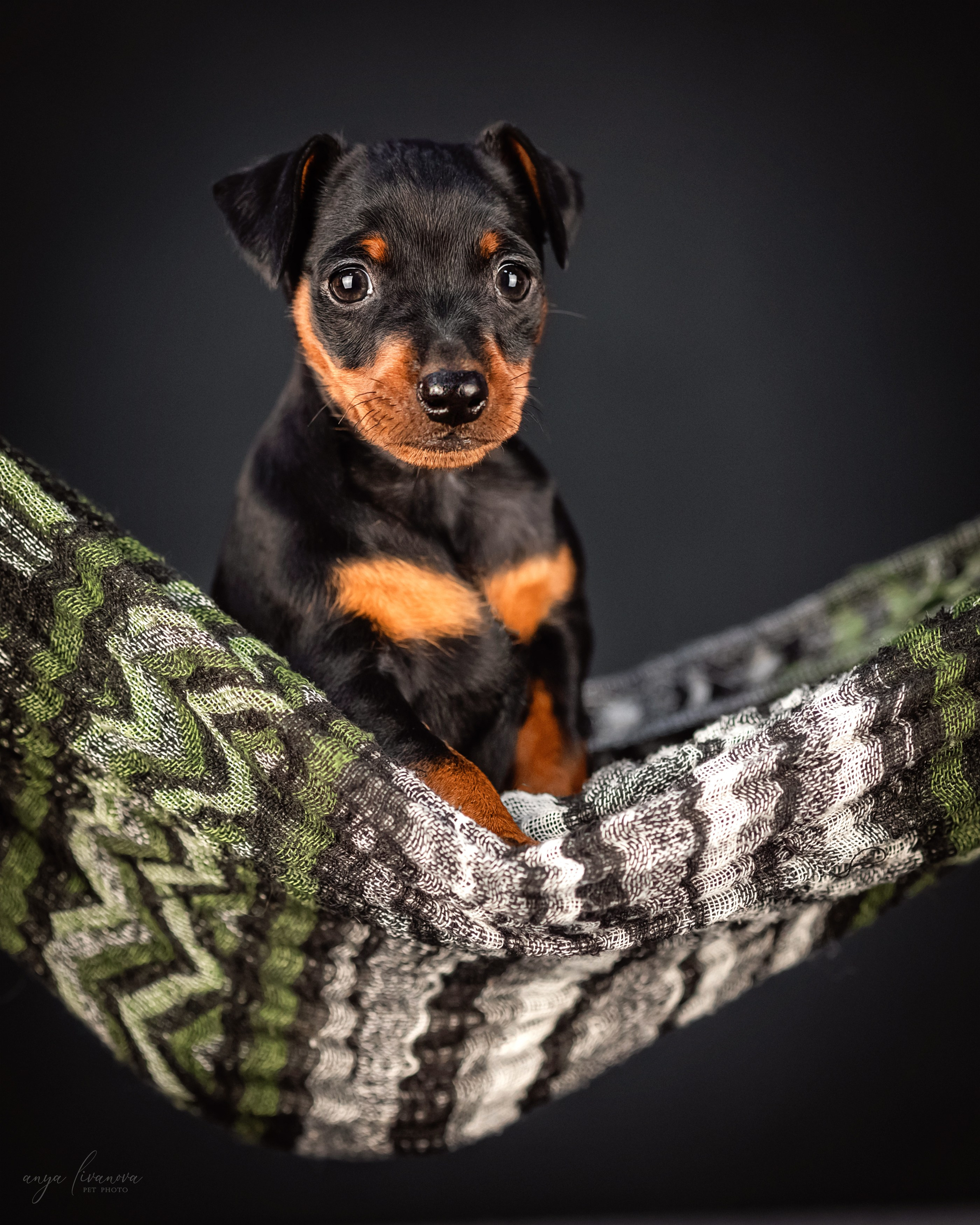 Пинчер. Фотограф анималист Аня Ливанова | Рыбинск