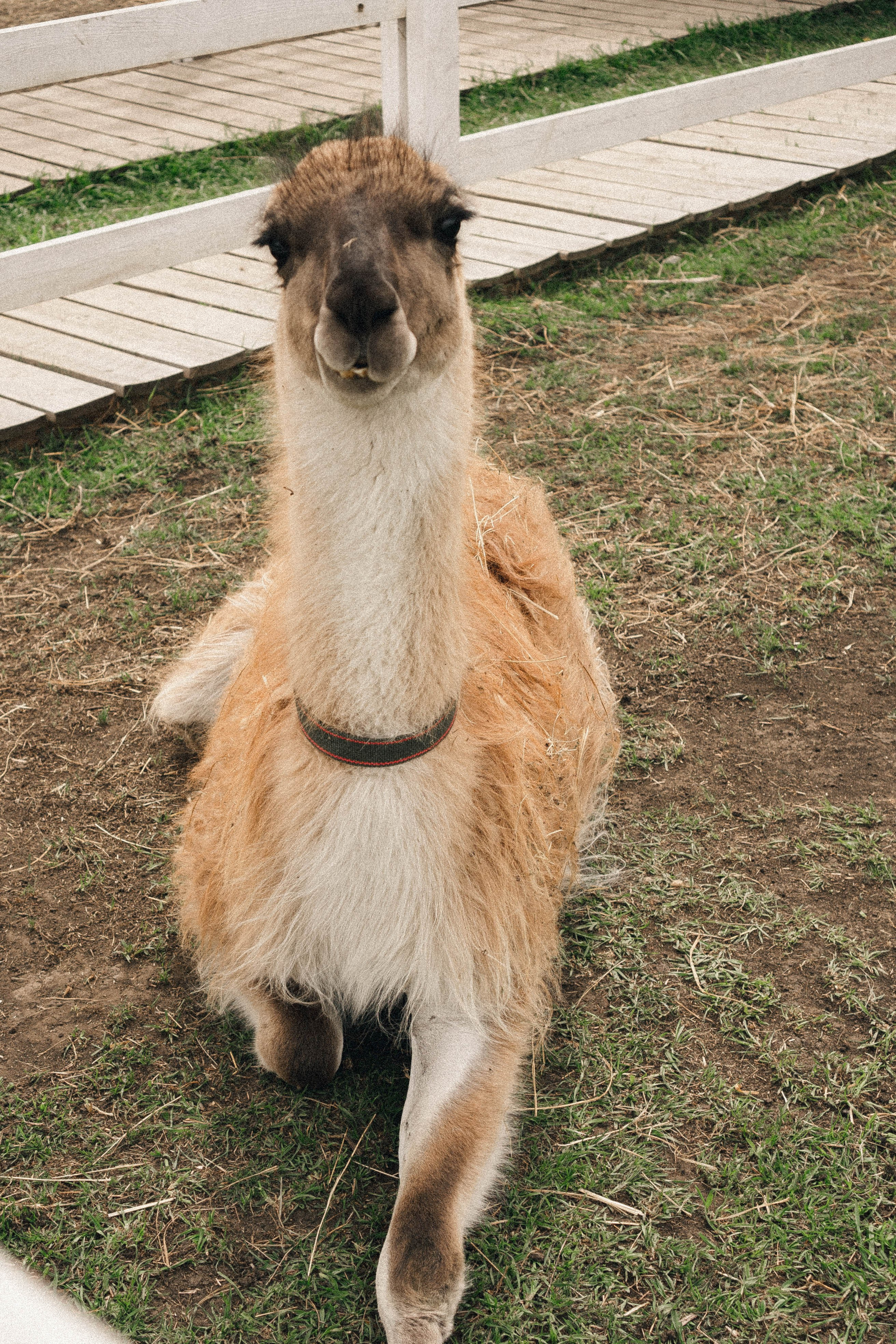 Ферма Альпак. Профессиональный фотограф, Санкт-Петербург — Виктория Богомолова