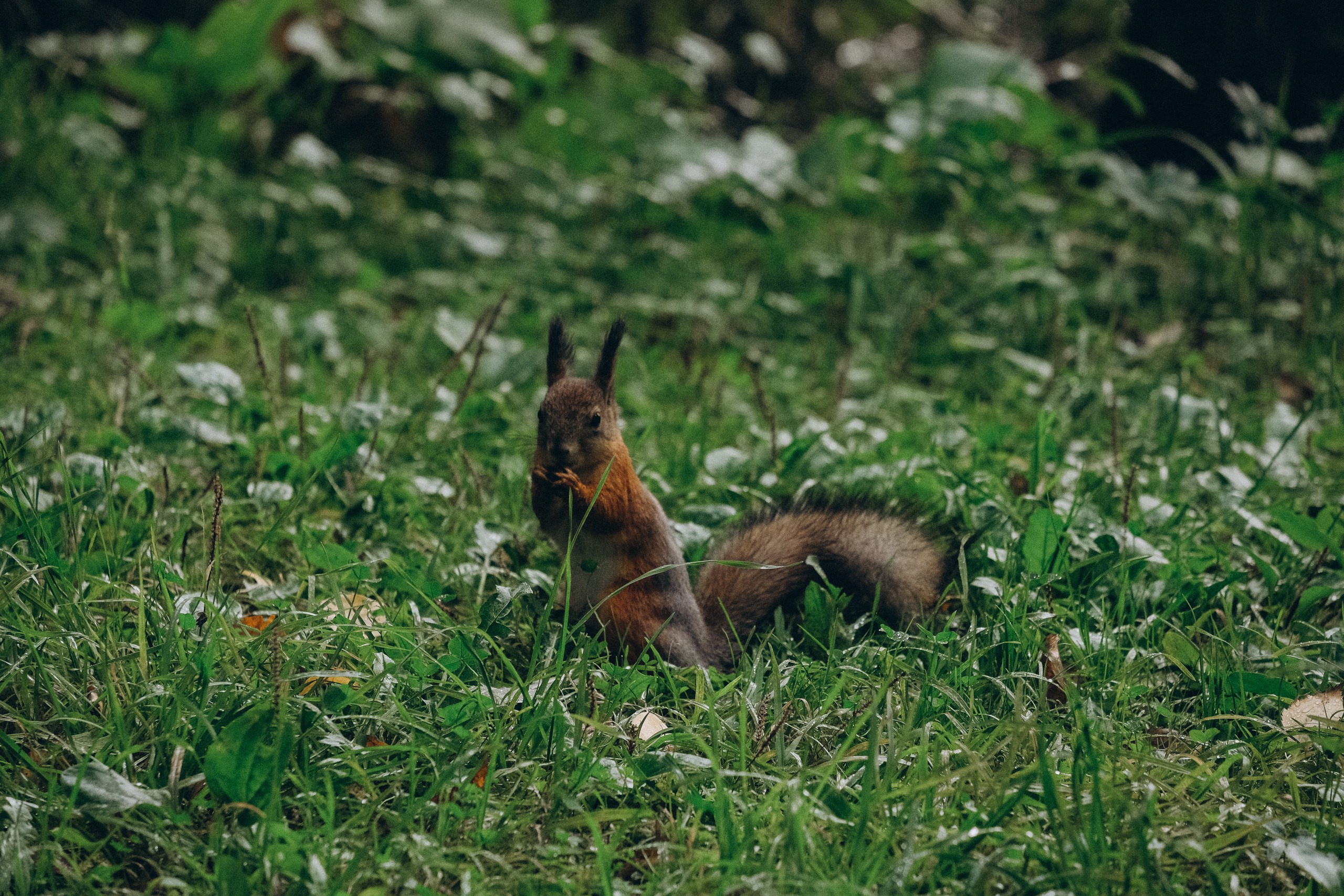 День рождения малышки. Профессиональный фотограф, Санкт-Петербург — Виктория Богомолова