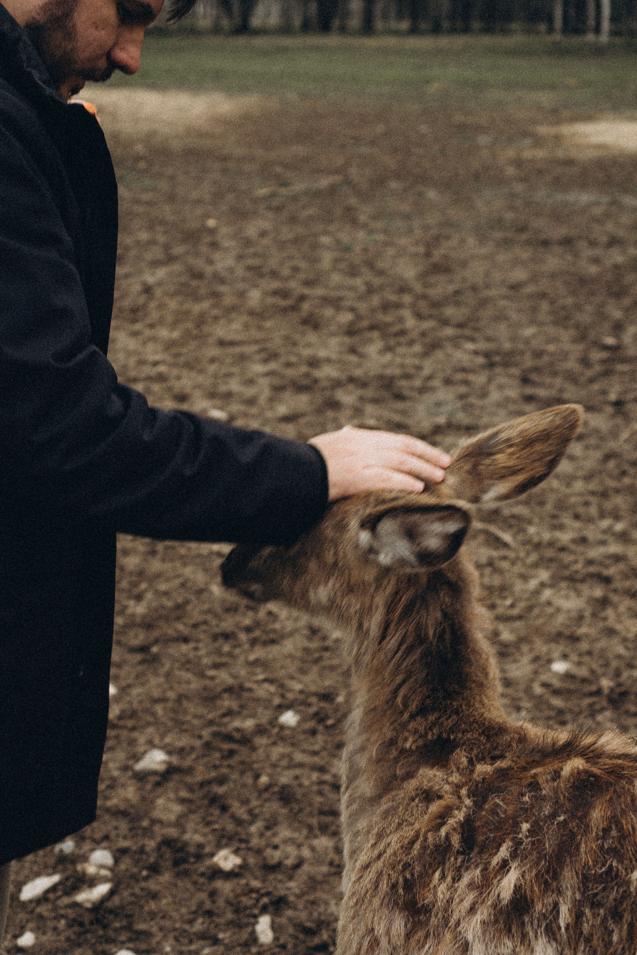 ОЛЕНЬЯ ФЕРМА В ТВЕРИ. Профессиональный фотограф, Санкт-Петербург — Виктория Богомолова