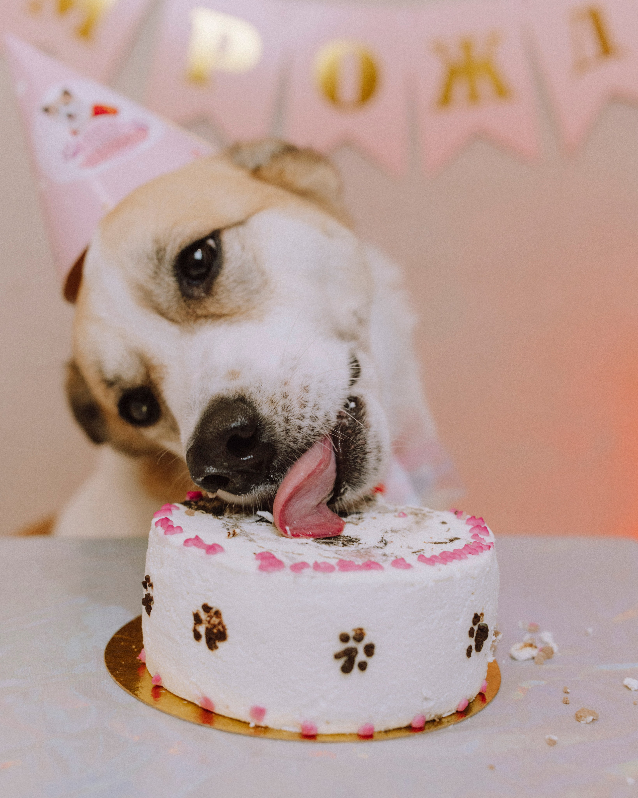 Животные. Фотограф Сочи-Краснодар