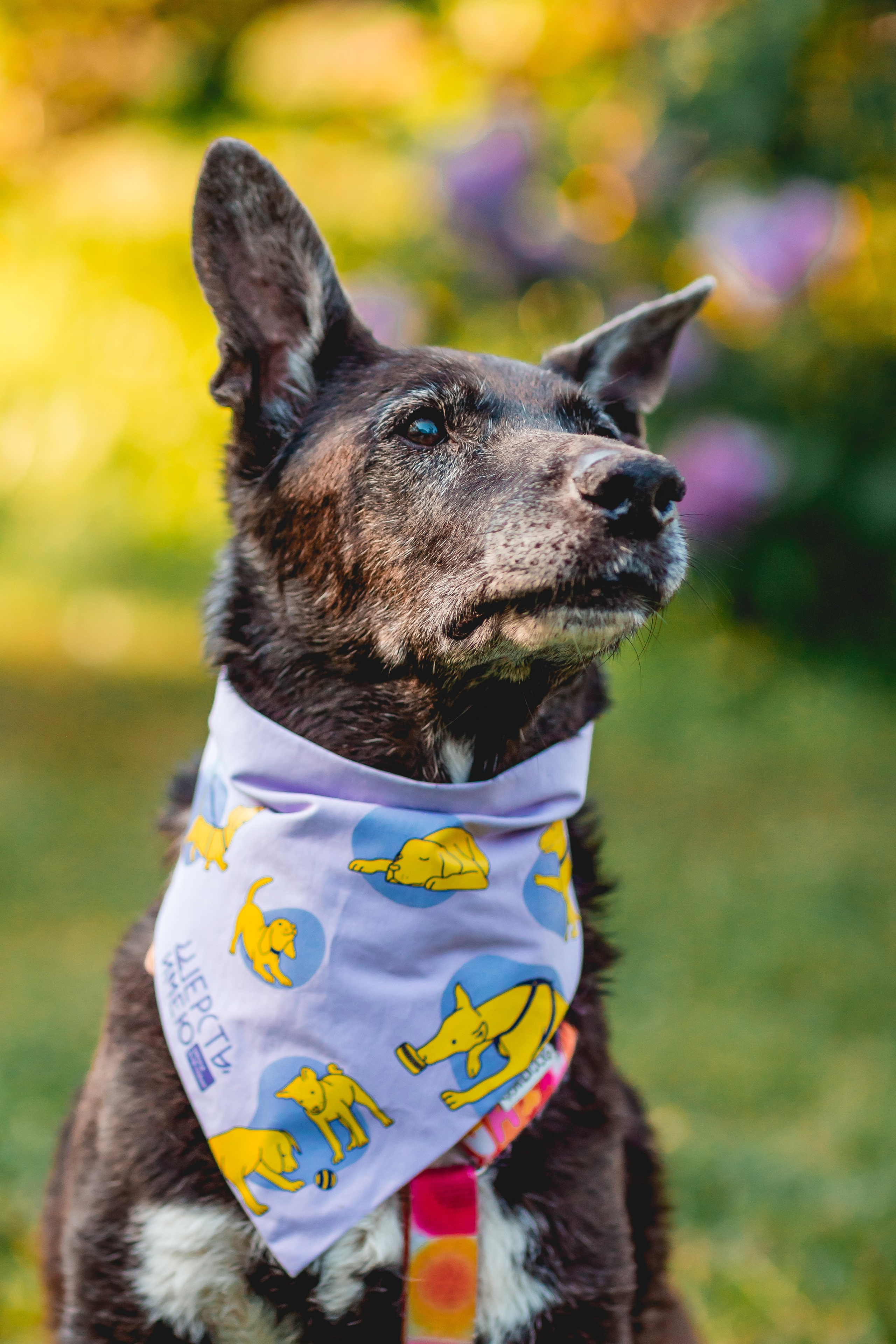 Ира, Альма и Белла. Семейный фотограф анималист Мария Крючкова