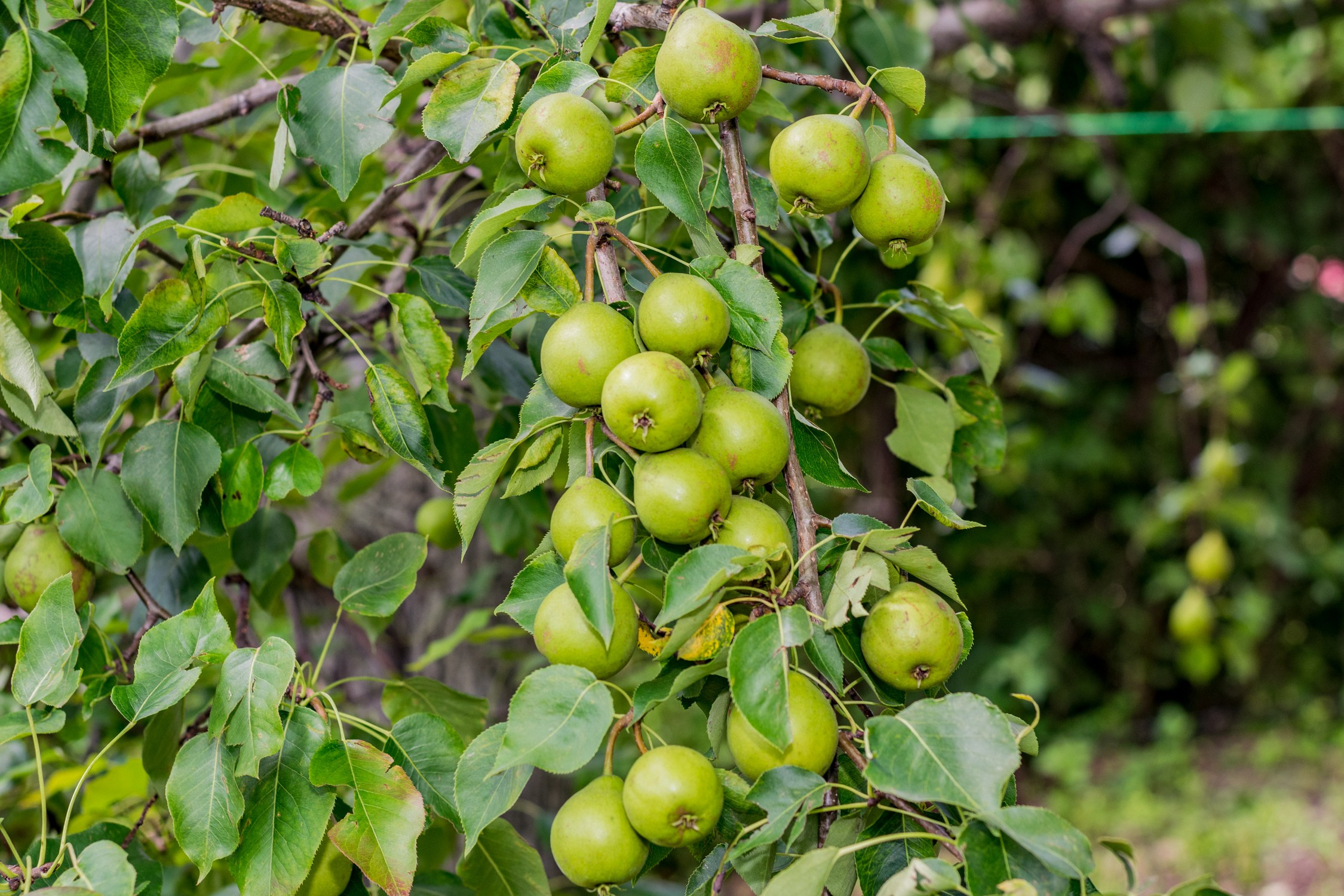 Антон Курдюмов фотограф в Хабаровске Рина Курдюмова фото27 foto27 Антон Дорофеев репортажный репортаж документалист Тони и Рина фотосоздатели Виноградники Хехцир 2024 Хабаровск виноград дикий фермер фермерство дачный сезон