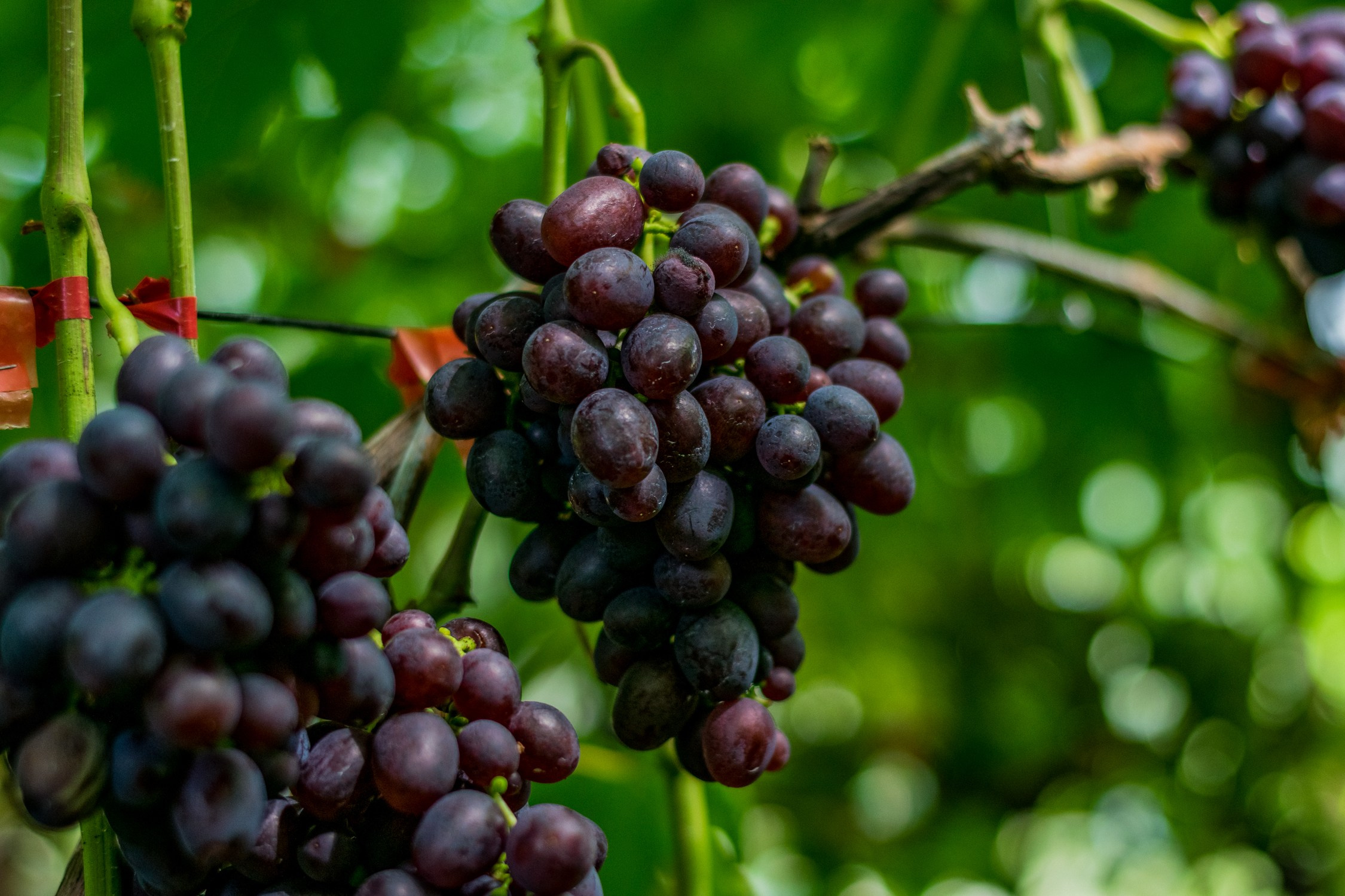 Антон Курдюмов фотограф в Хабаровске Рина Курдюмова фото27 foto27 Антон Дорофеев репортажный репортаж документалист Тони и Рина фотосоздатели Виноградники Хехцир 2024 Хабаровск виноград дикий фермер фермерство дачный сезон