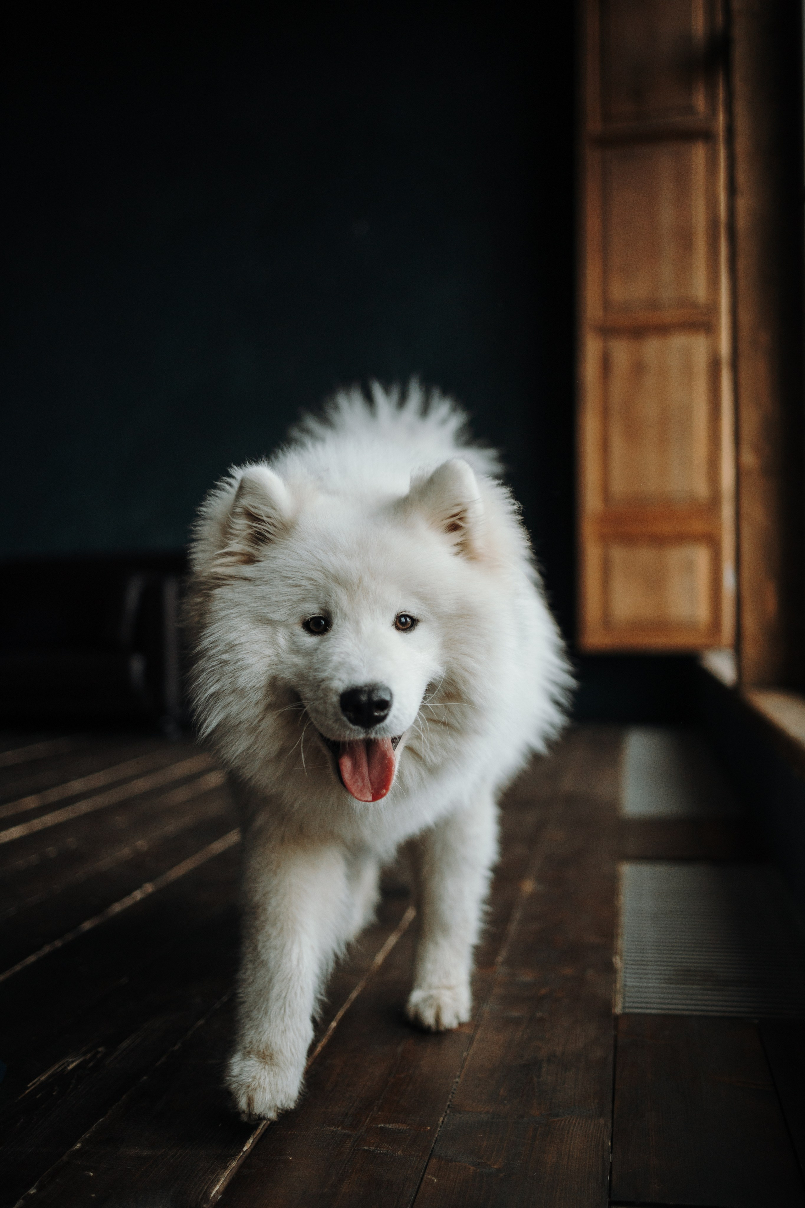 Марина и Мушу. Фотограф — Анималист | Санкт-Петербург