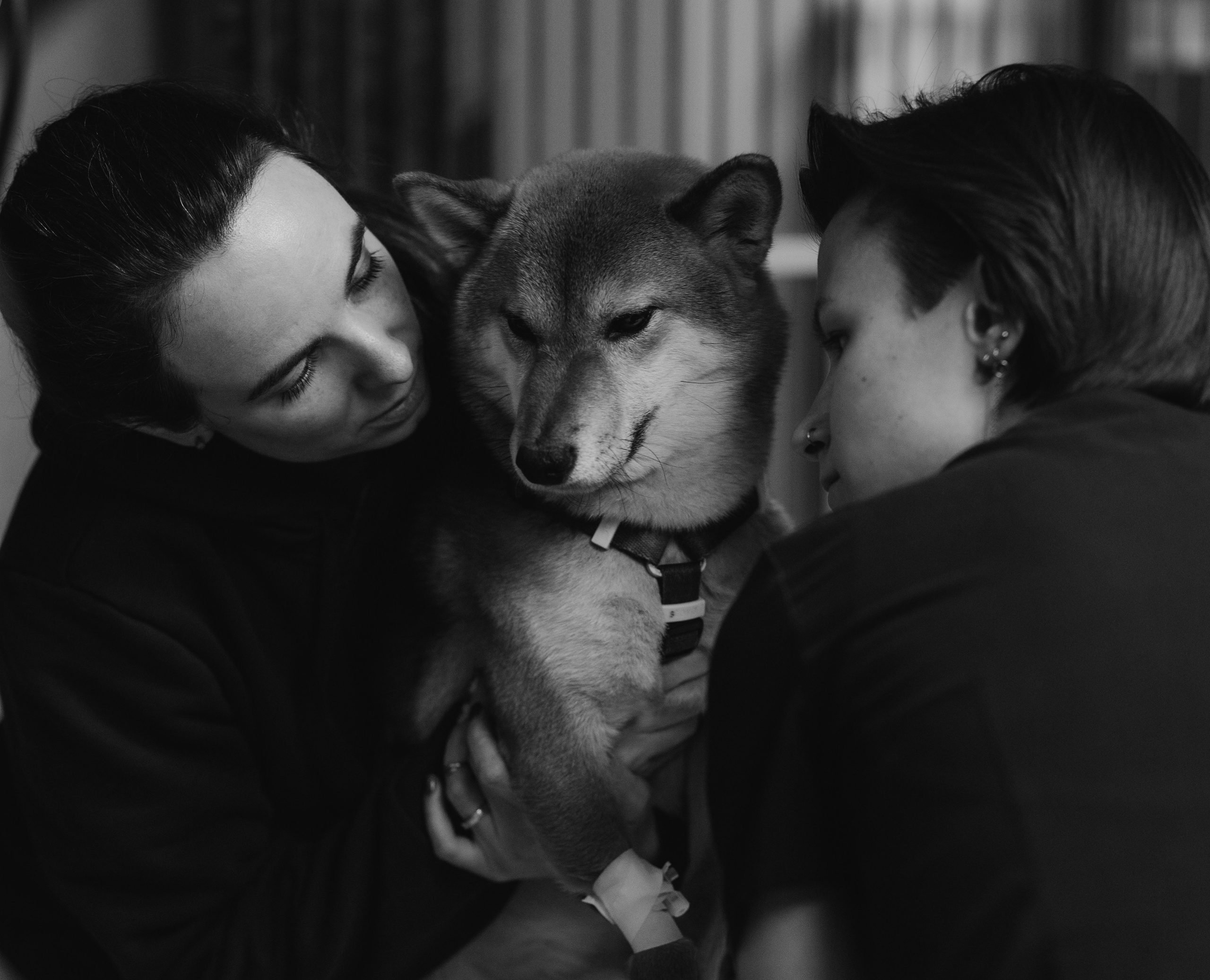 VetLife. Татьяна Афонина | Фотограф