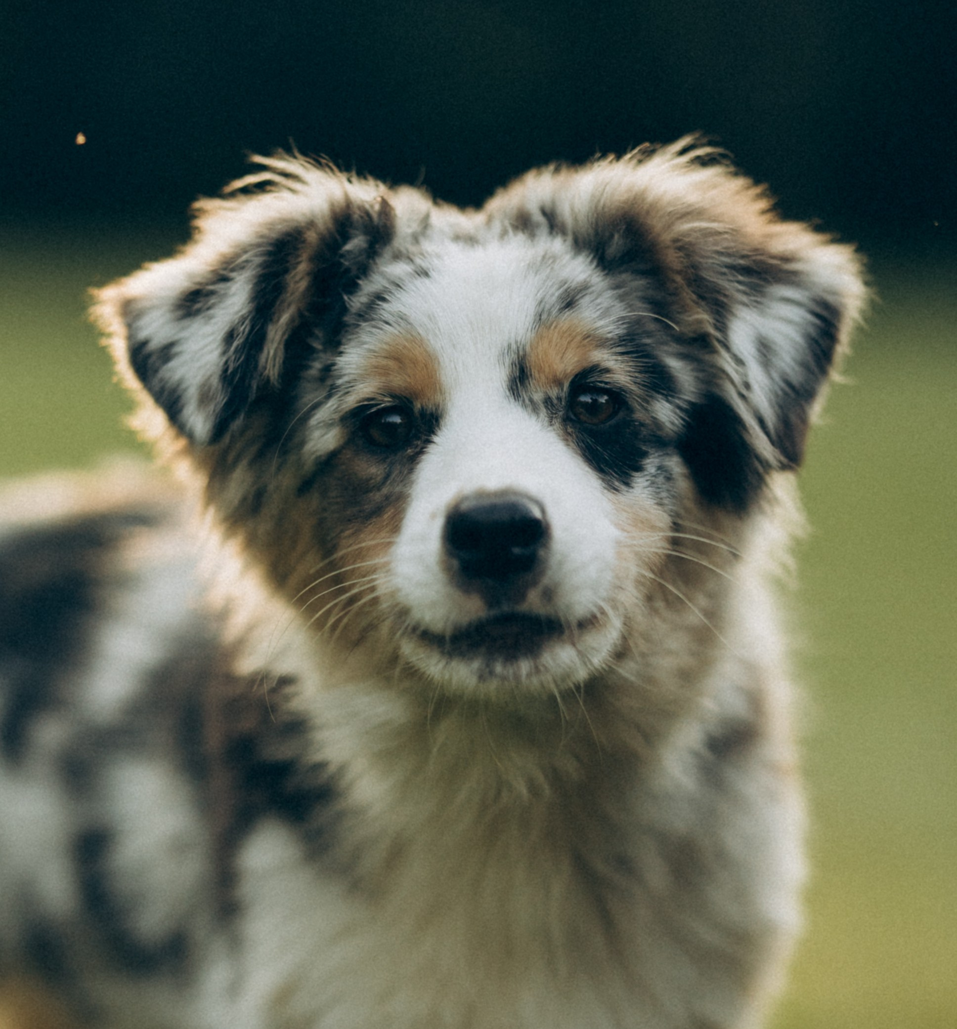 Катя и ее стая. Татьяна Афонина | Фотограф