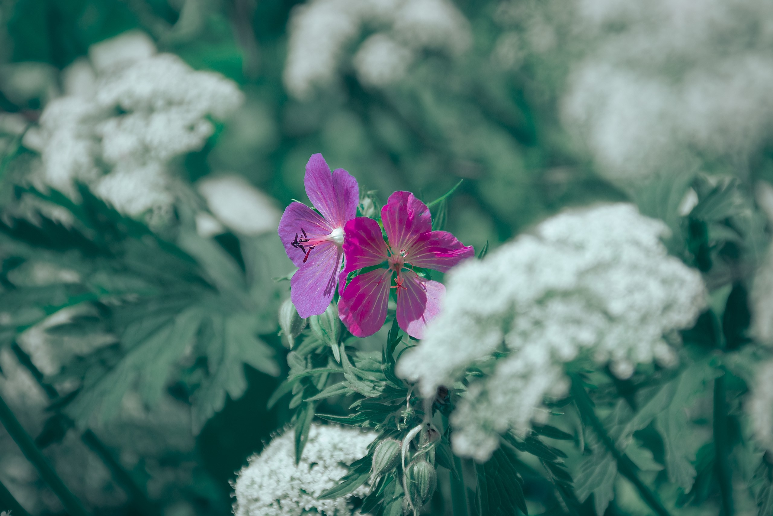 Великое в Малом. Аmat Victoria Сuram