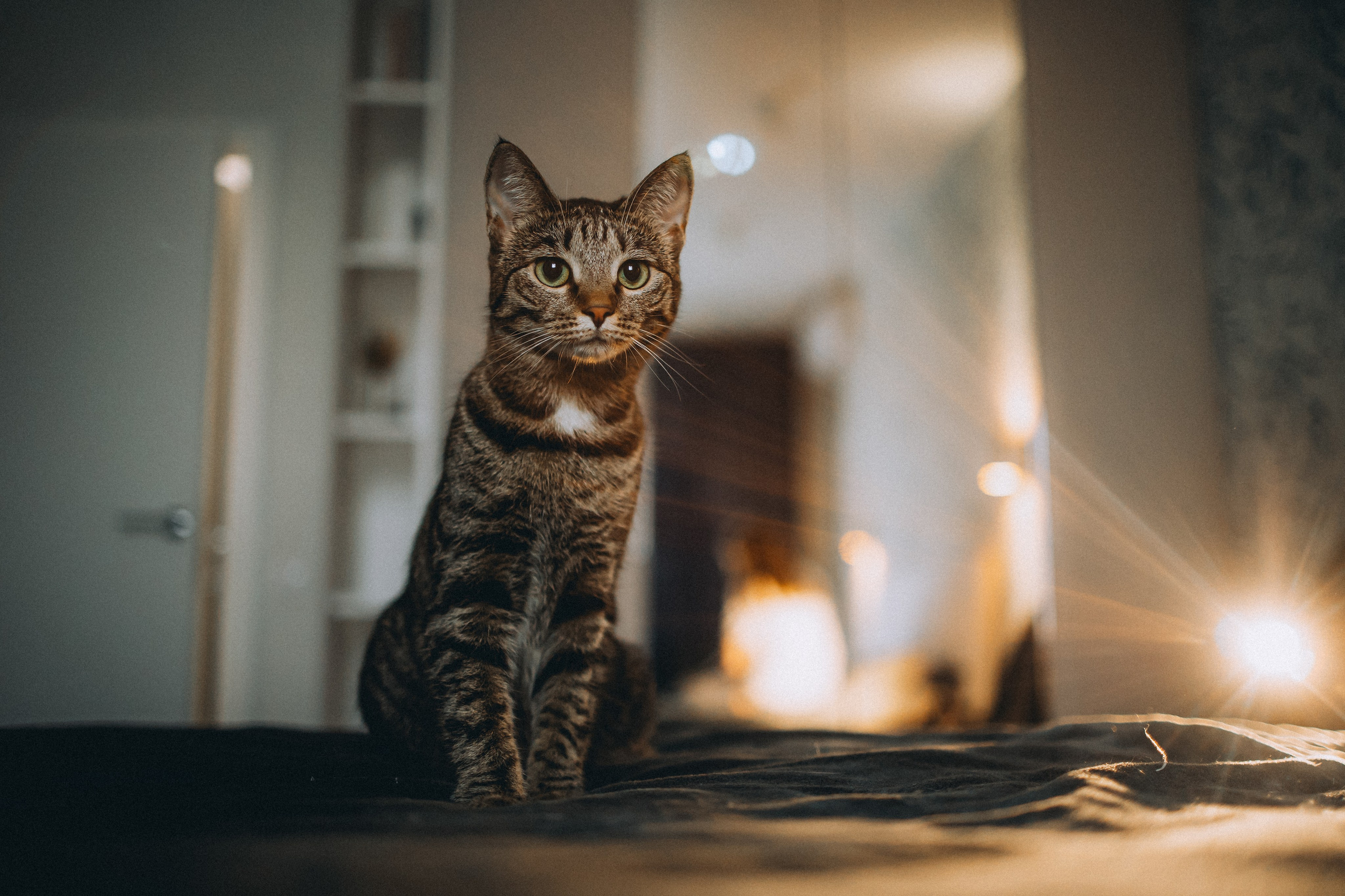 Рыся, Кепа и их семья