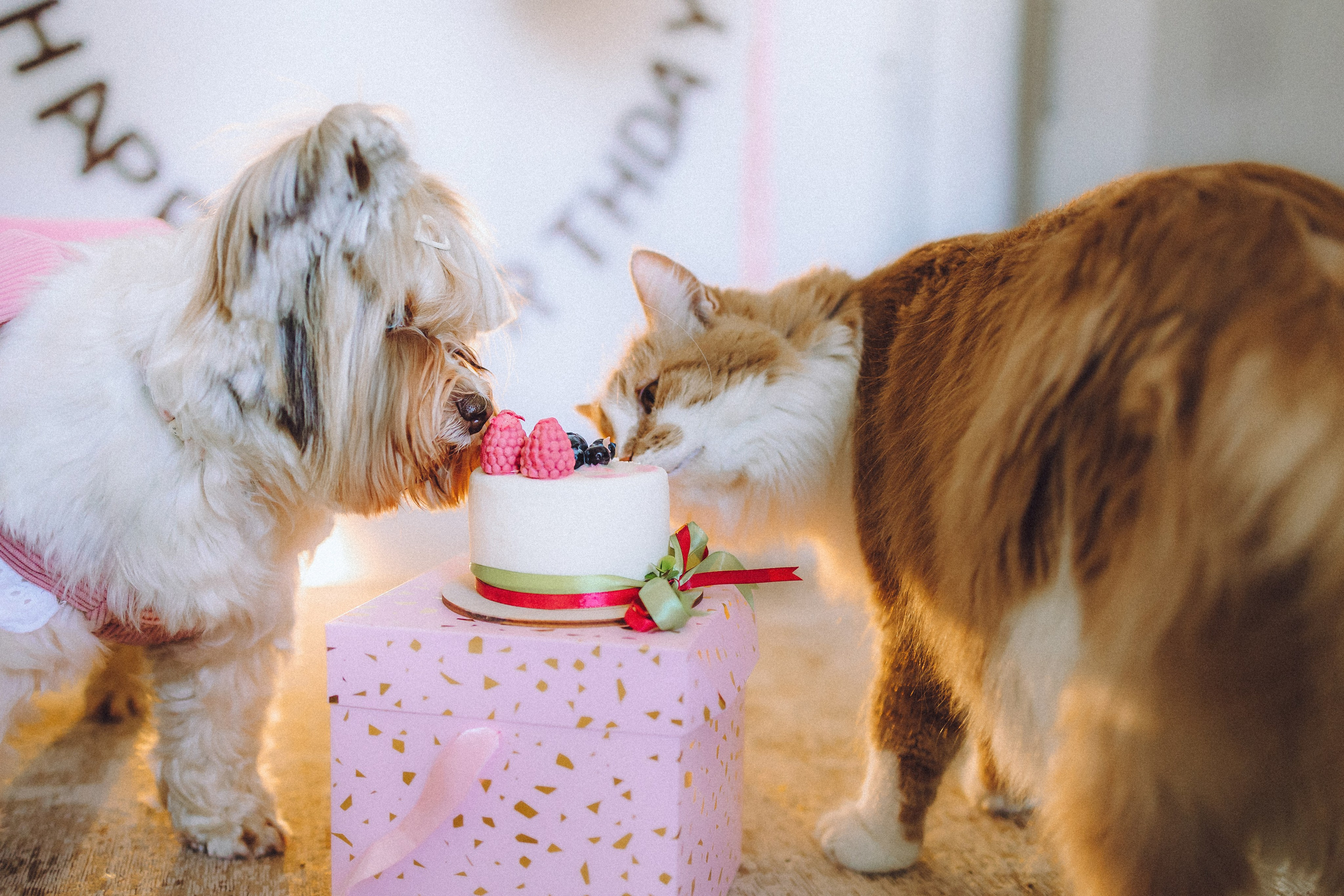 День Рождения Шу