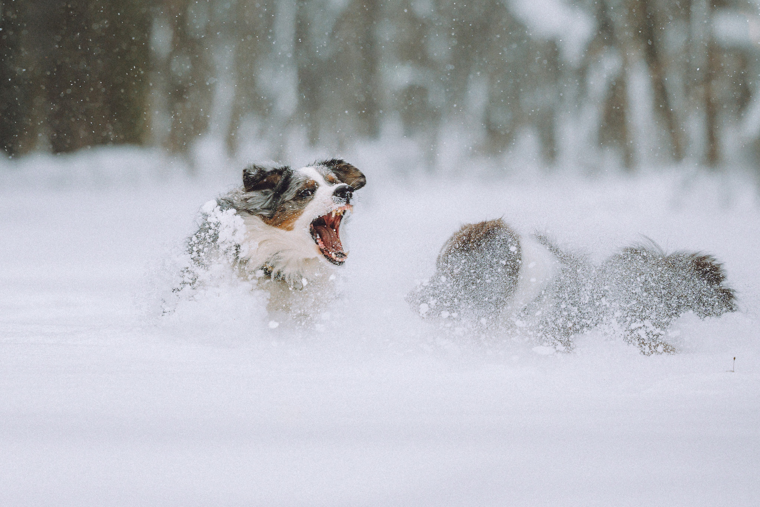 Лена, Принц и Фенек