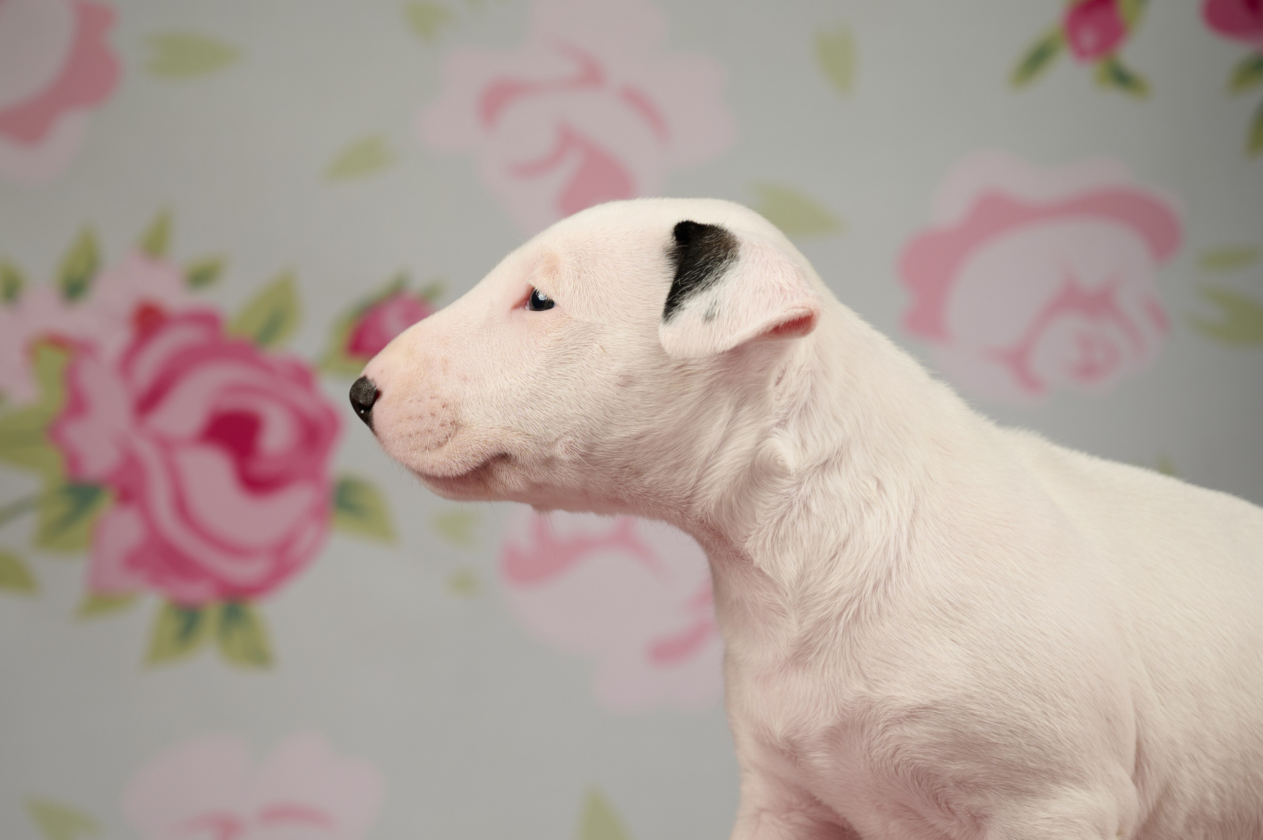 Щенки в домашней студии. Фотограф анималист в Казани Алина Сулейманова. Фотограф животных