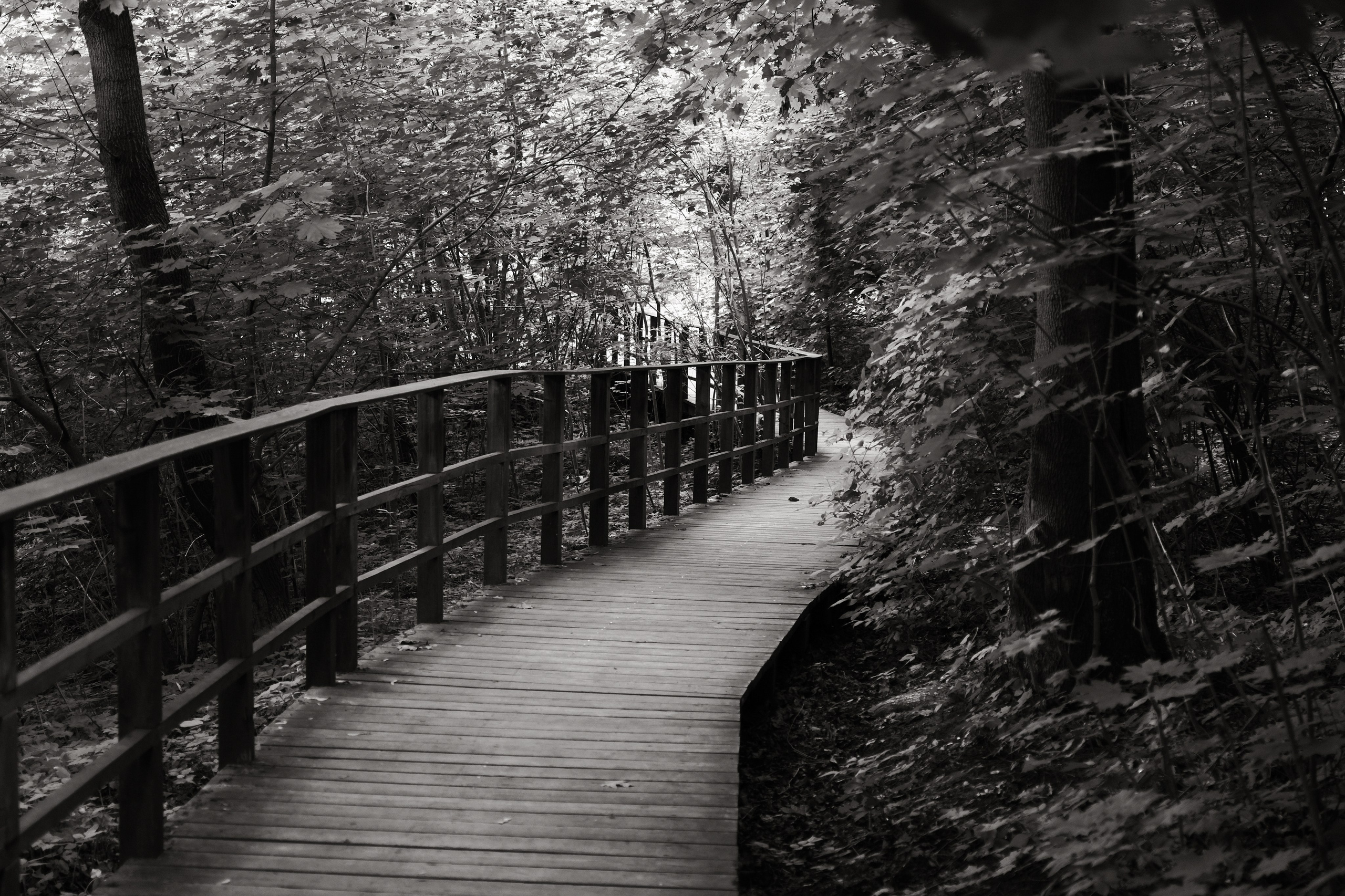 Прогулка по Воробьёвым горам. Фотограф Михаил Ерохин | Москва