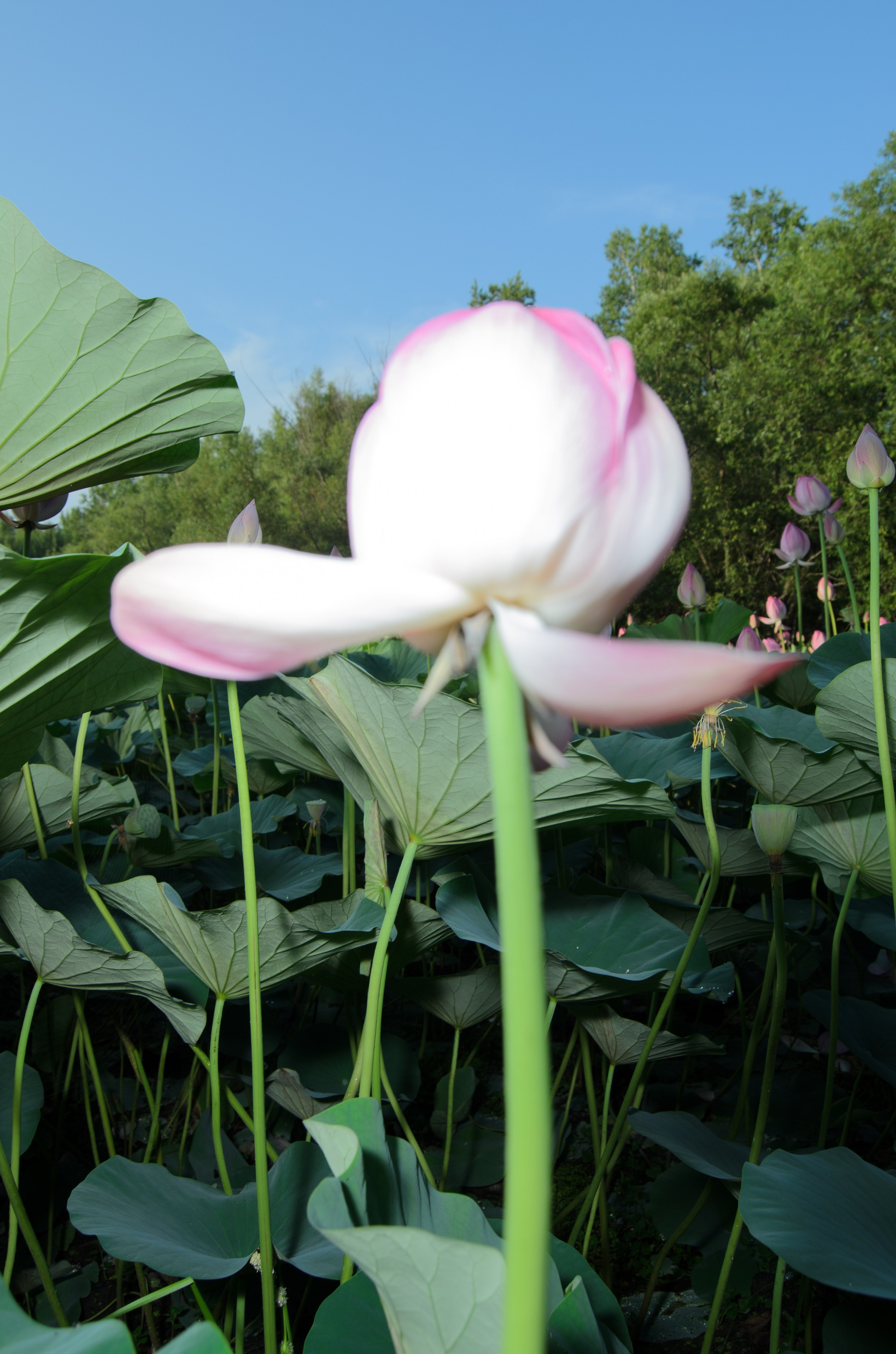 Лотосы. Колентеева Наталья/фотограф