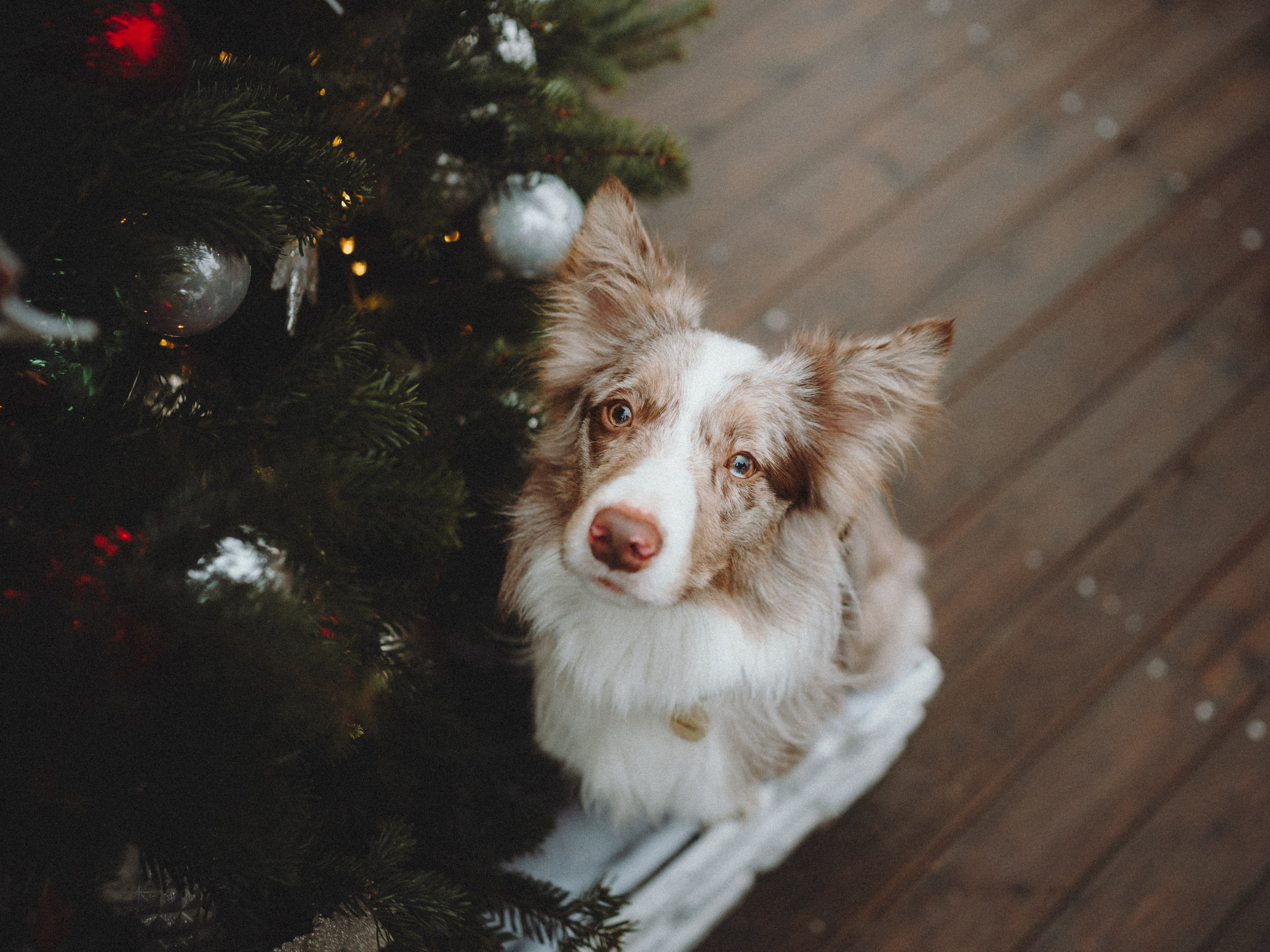 Аня и Дэймон. Семейный фотограф анималист Ананьева Мария — Москва
