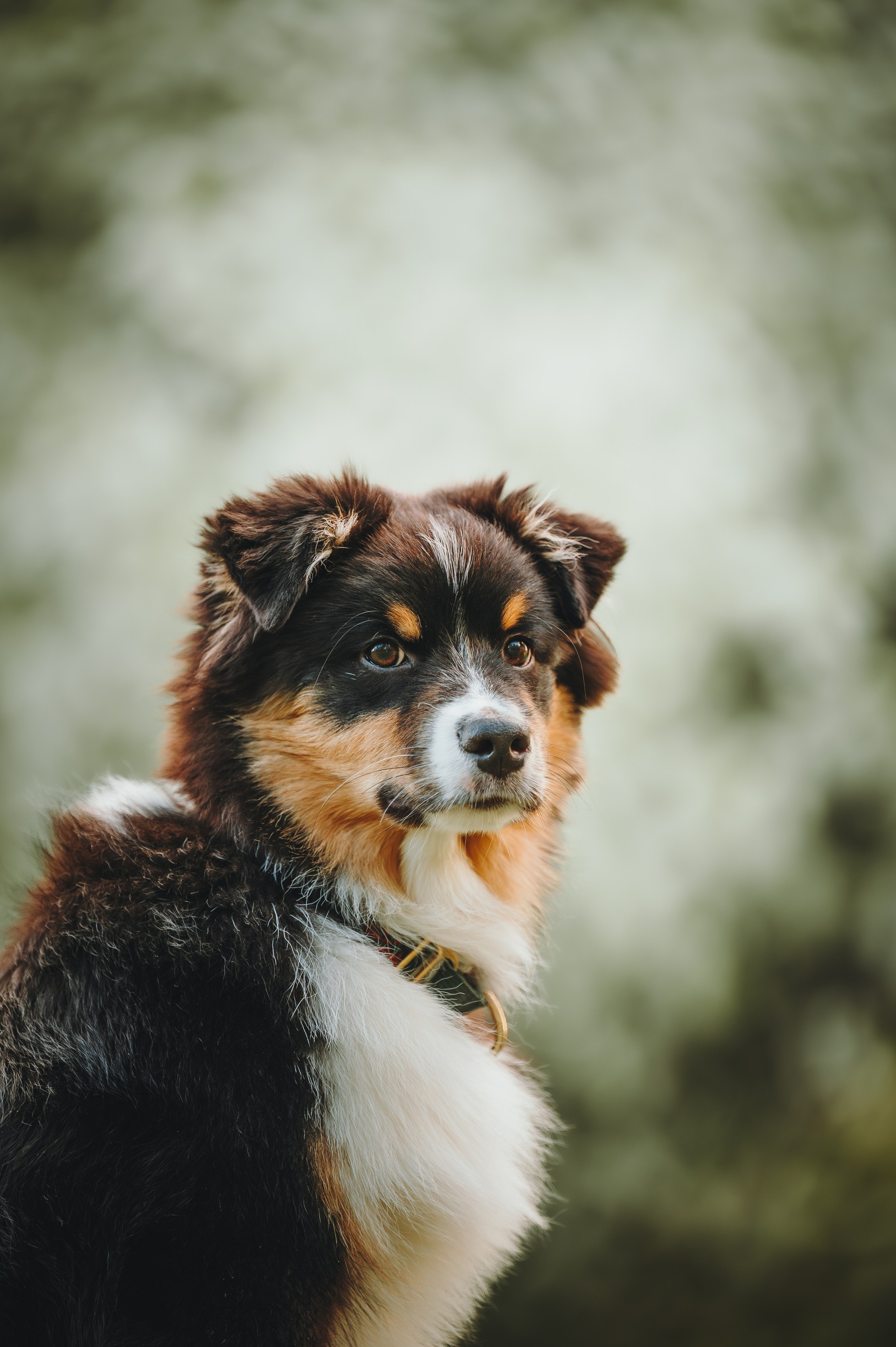 Софья и Сажик. Семейный фотограф анималист Ананьева Мария — Москва