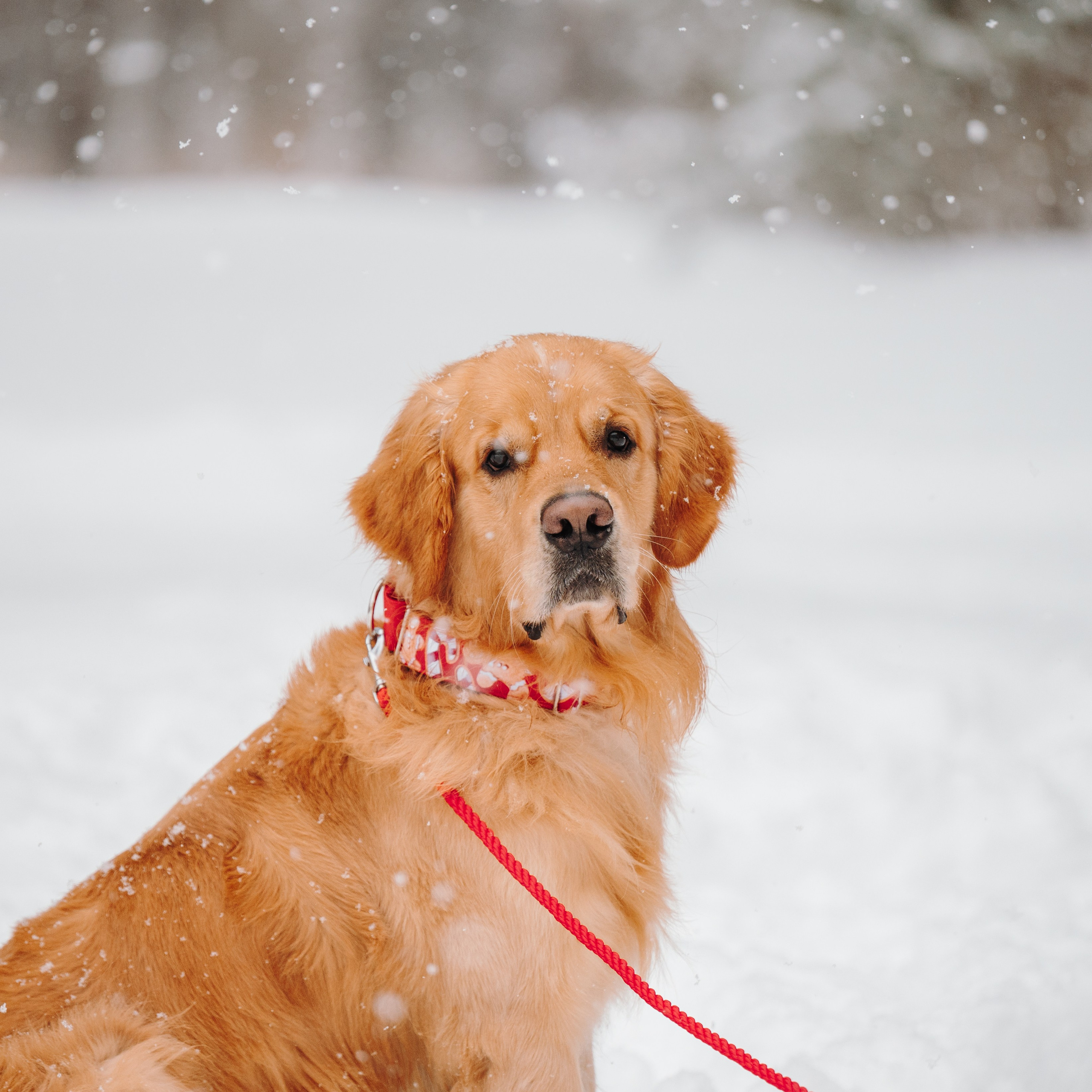 Bender&Frai. Зимняя коллекция. Семейный фотограф анималист Ананьева Мария — Москва