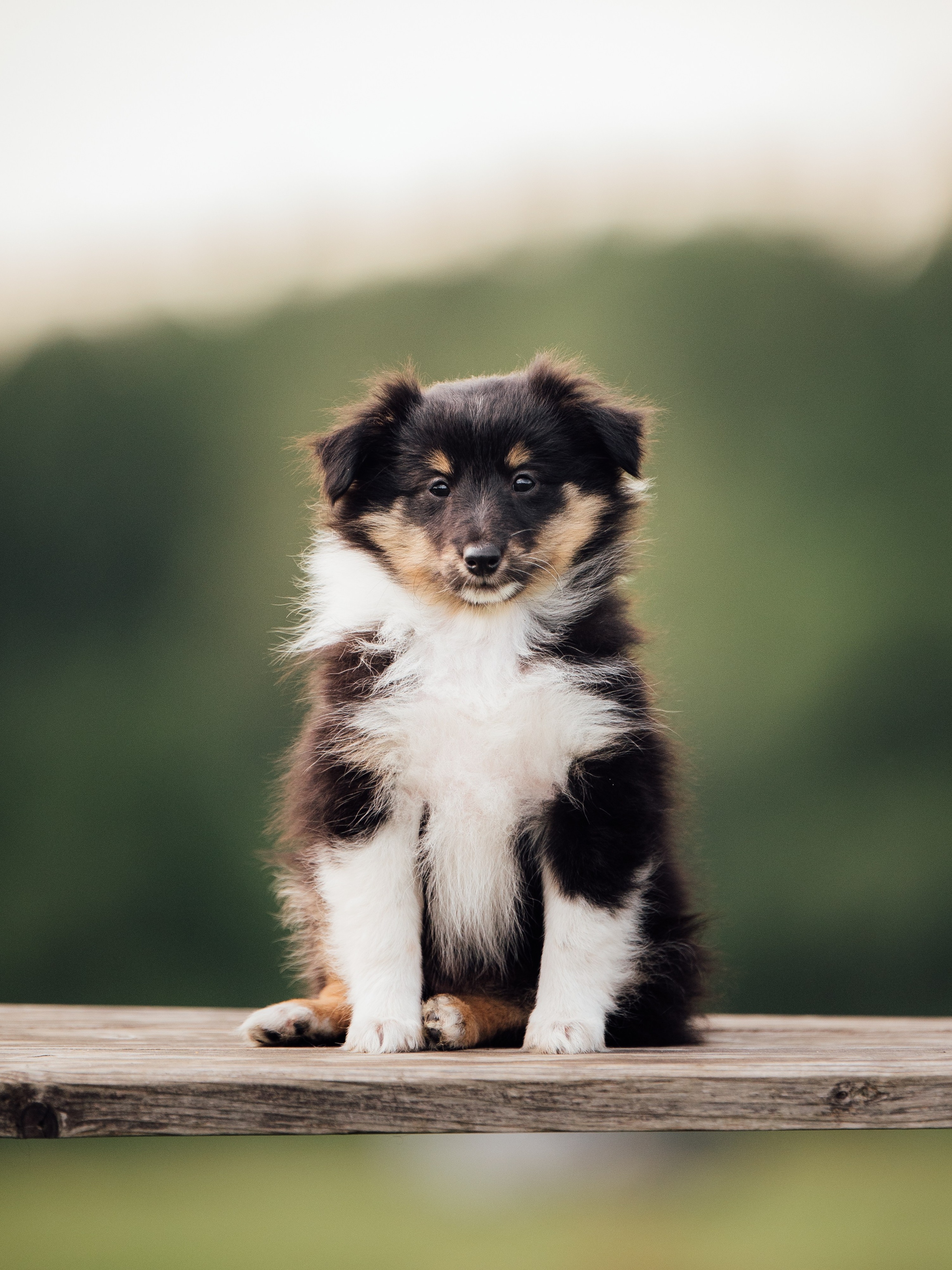 Шелти. Семейный фотограф анималист Ананьева Мария — Москва