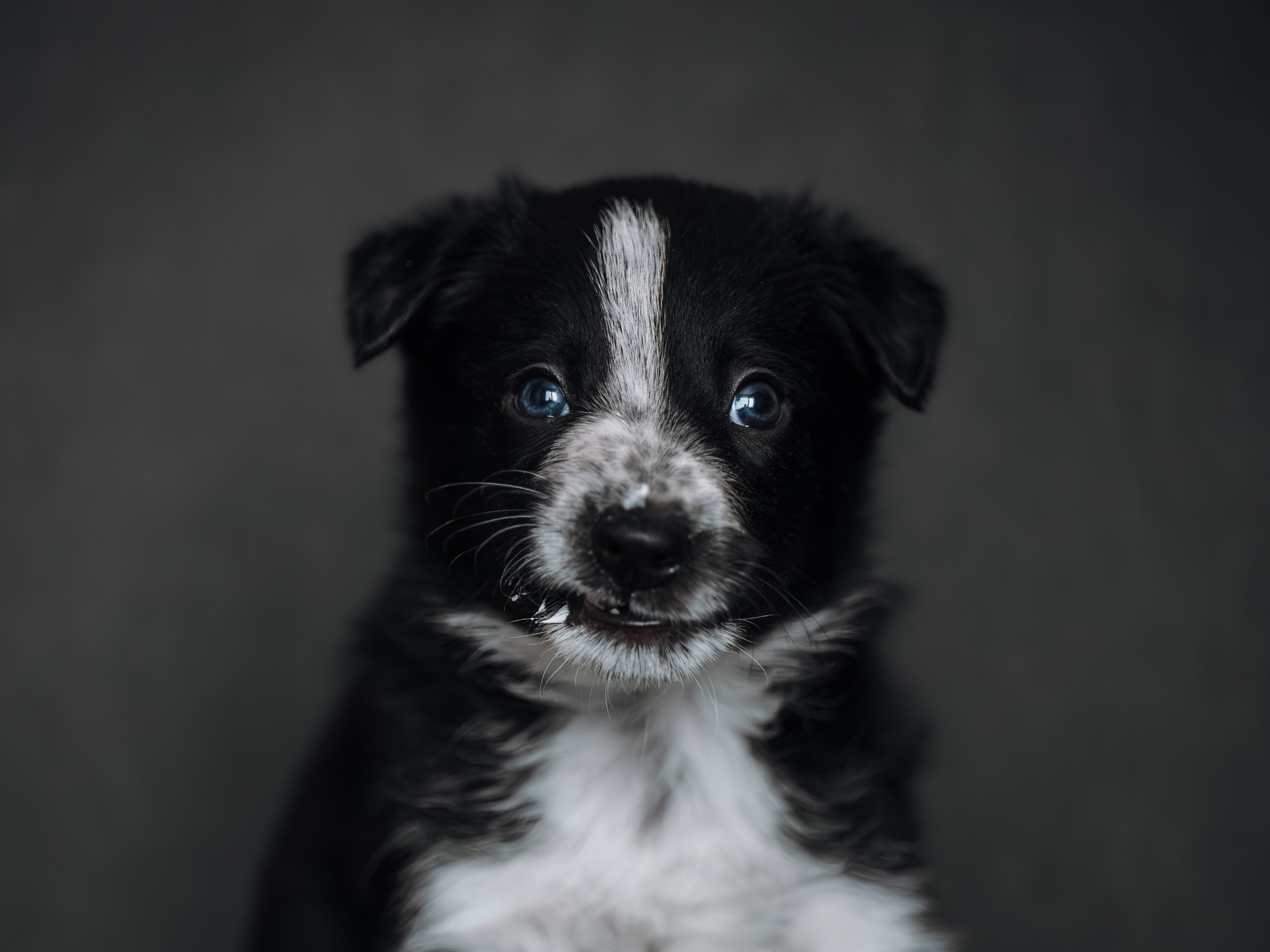 Бордер колли. Семейный фотограф анималист Ананьева Мария — Москва