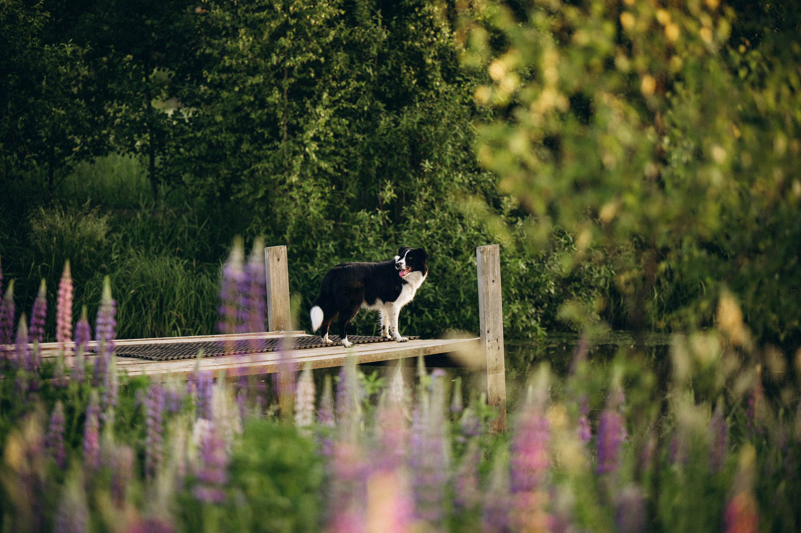 Регина и Эстер. Семейный фотограф анималист Ананьева Мария — Москва