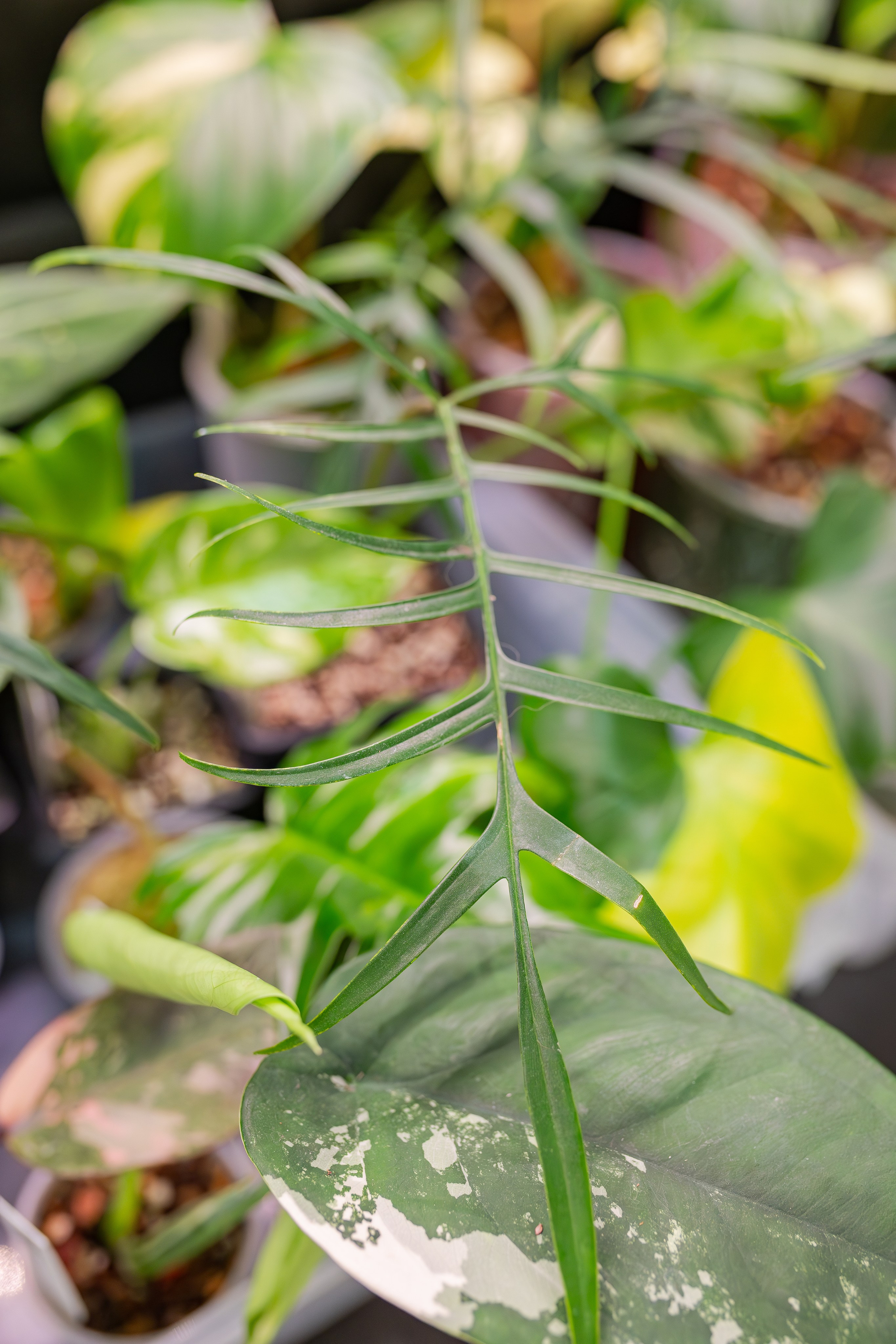 Монстериум апрель 2026. Александра Куликова фотограф, Москва