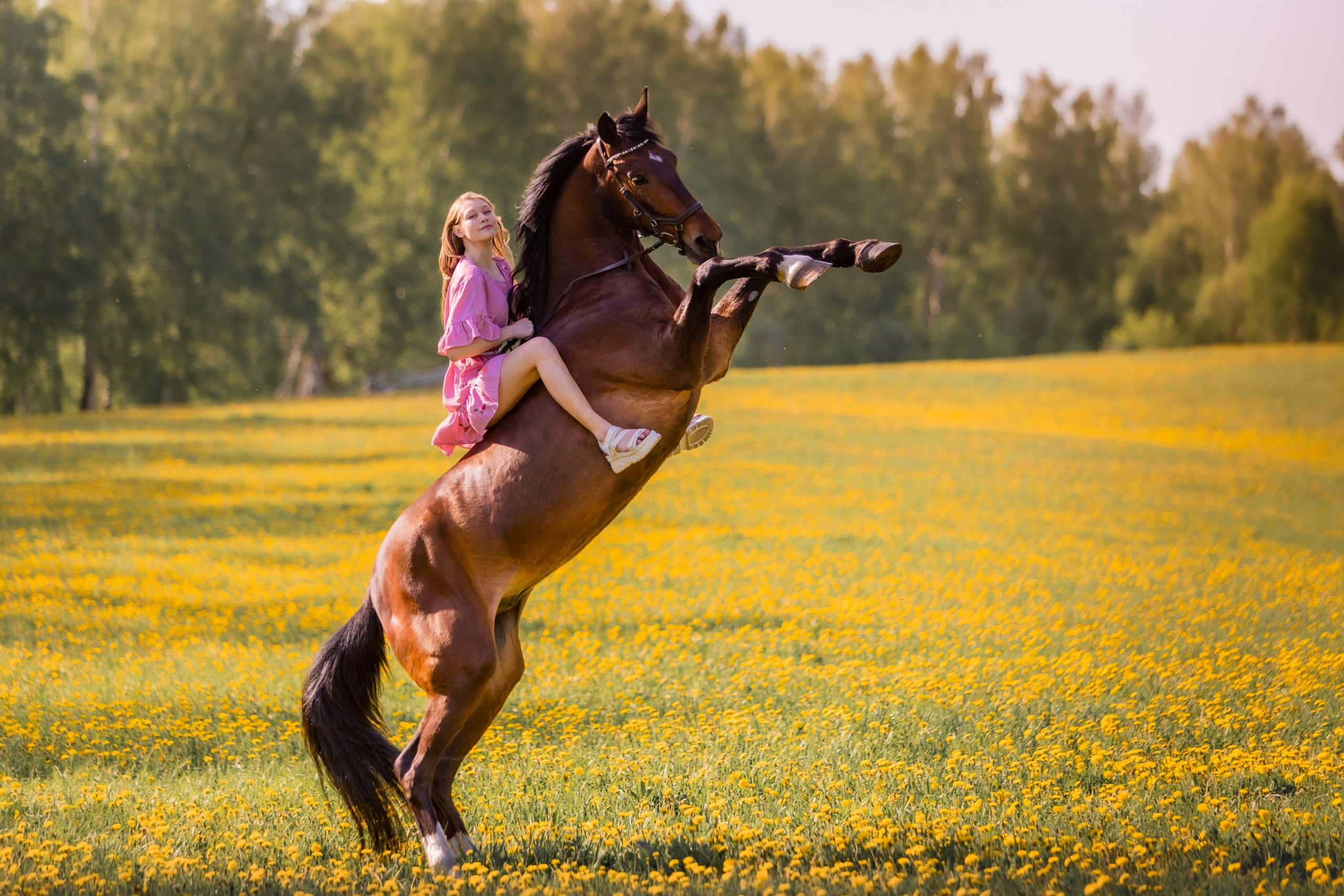 Фотосессии с лошадьми. Главная
