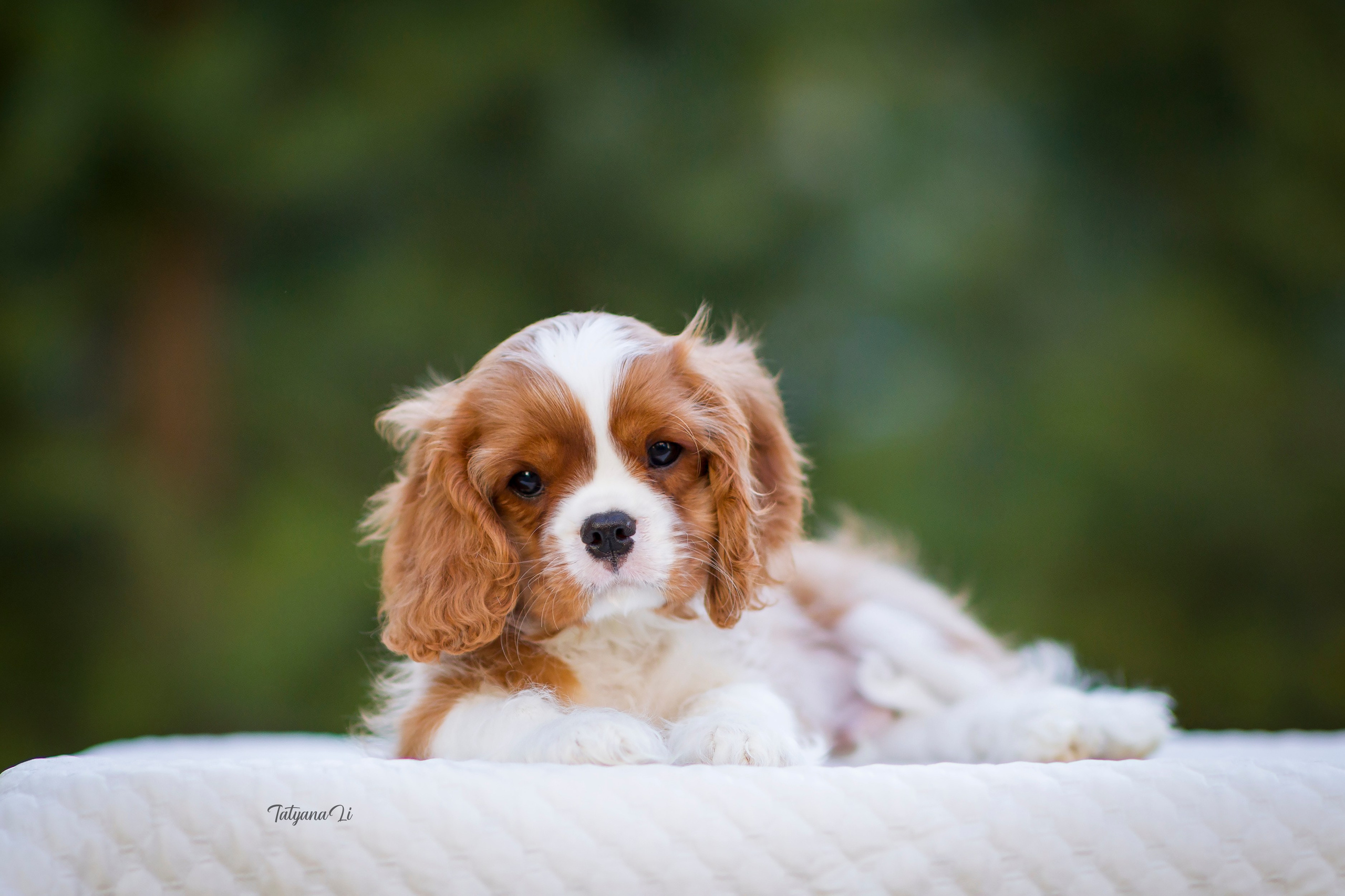 Кавалер-Кинг-Чарльз-Спаниель. Фотограф — анималист Татьяна Ли