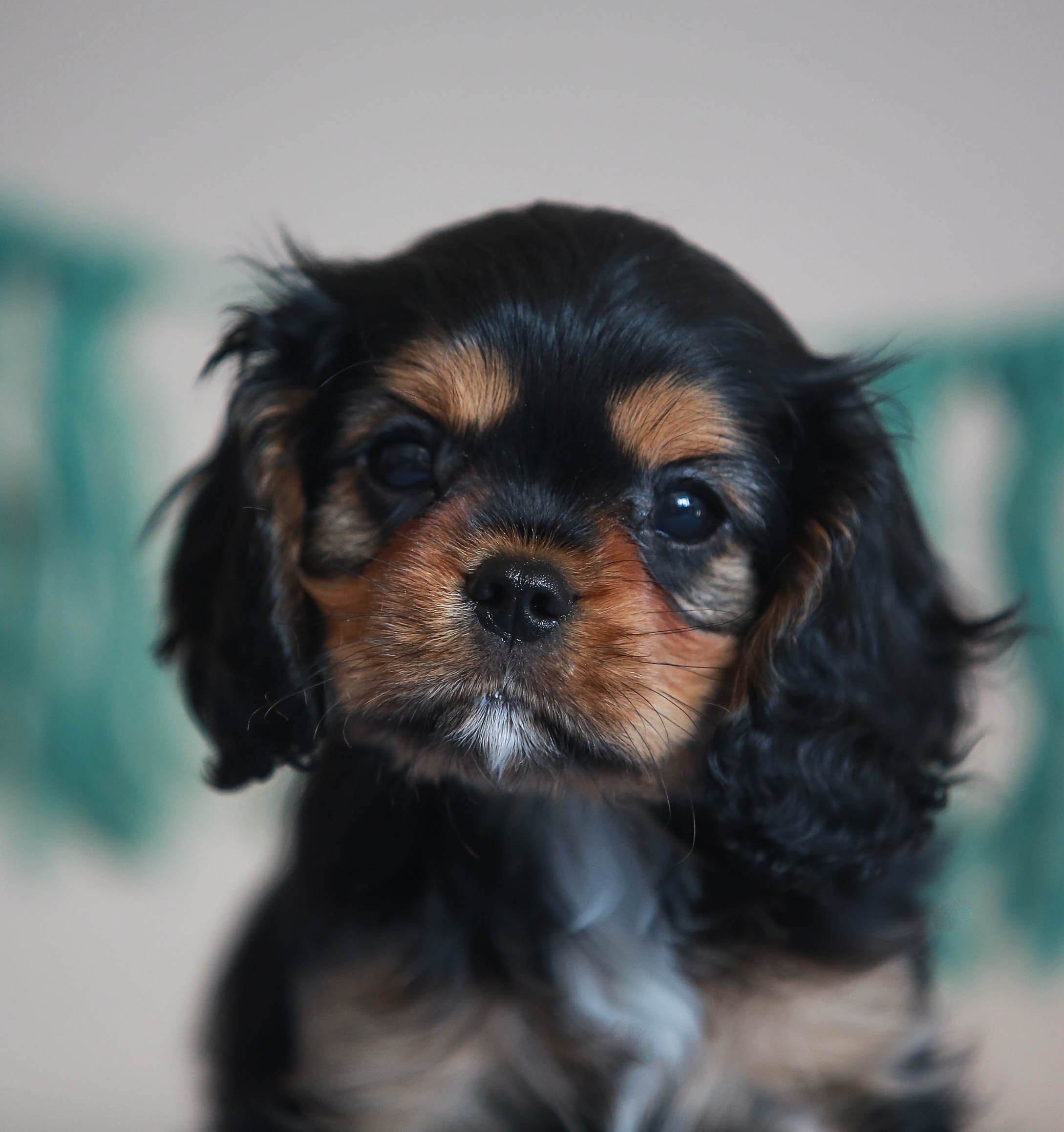 Щенки. Семейный и детский фотограф в Москве Мария Быкова