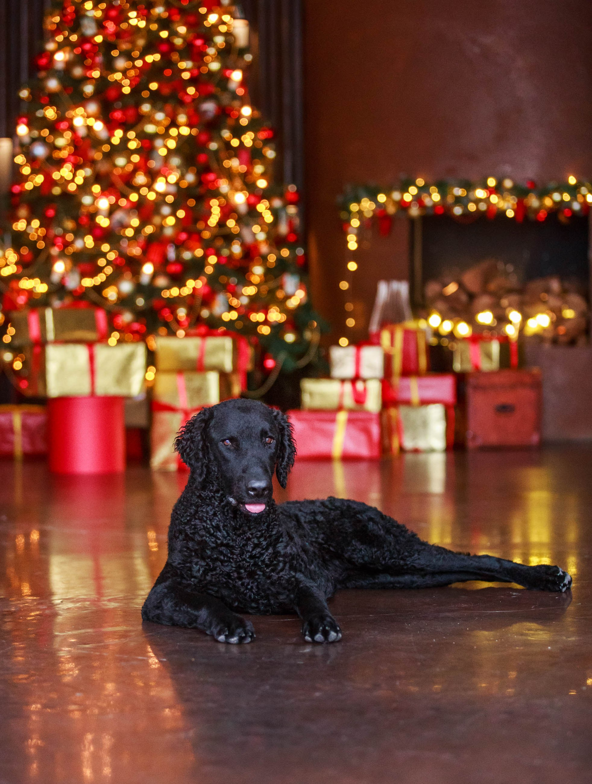 Лабрадор ретривер и курчавошерстный ретривер фотосессия на Новый год в фотостудии. Семейный и детский фотограф в Москве Мария Быкова