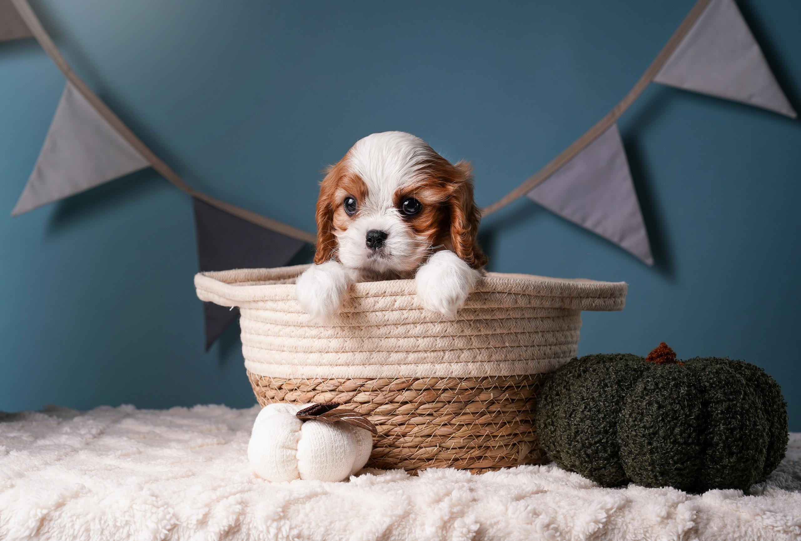 Щенки кавалера. Фотограф-анималист в Санкт-Петербурге Яна Мартынова