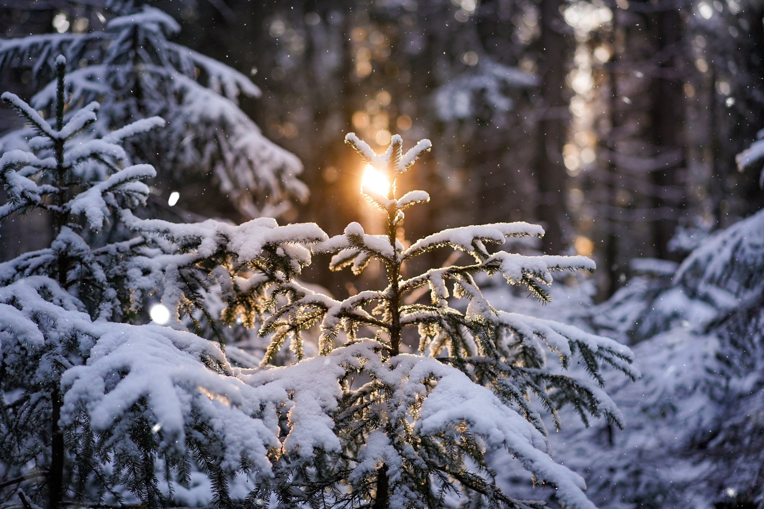 Панда зимний лес. Фотограф-анималист в Санкт-Петербурге Яна Мартынова