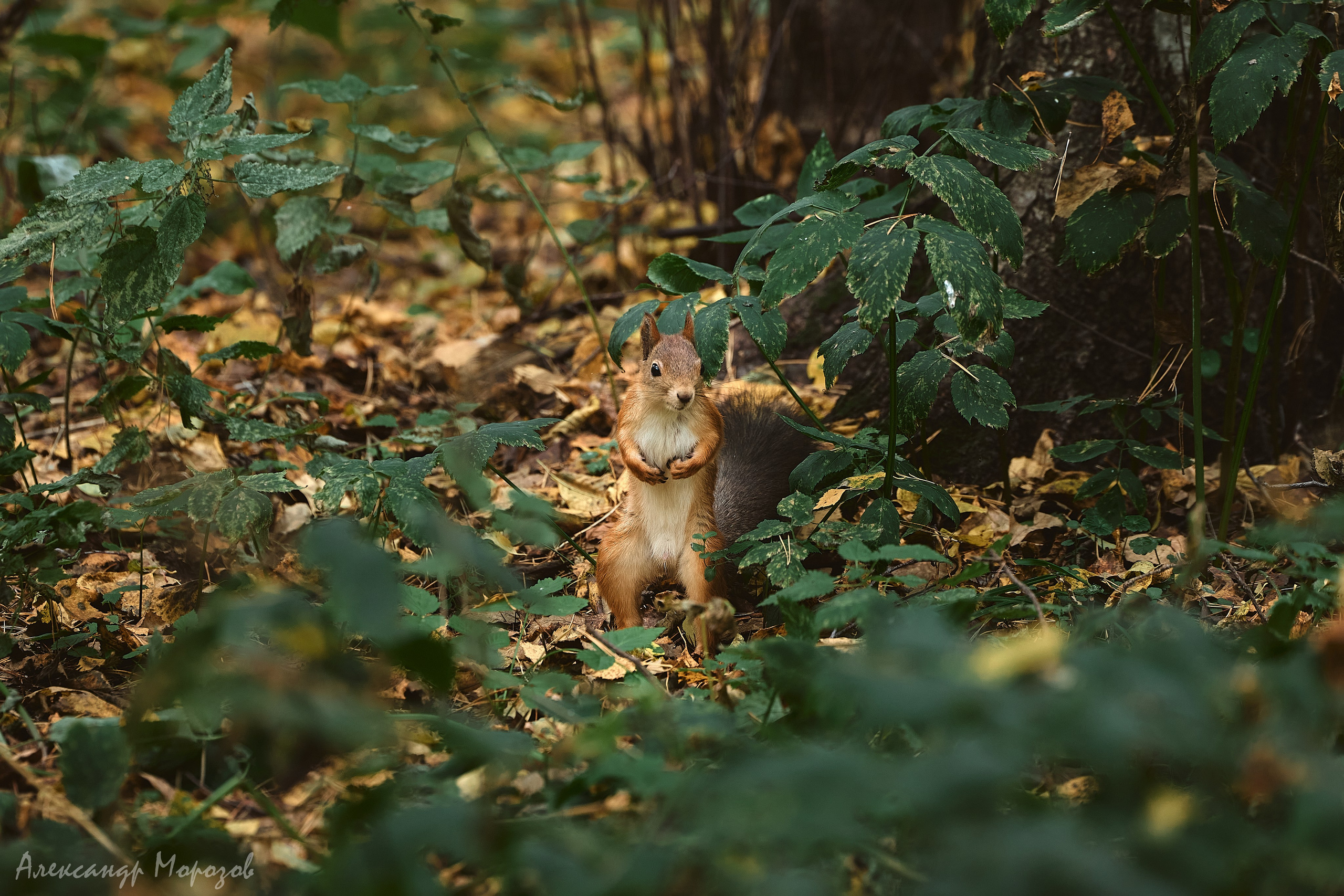Осень в деталях. Фотограф в Екатеринбурге Александр Морозов