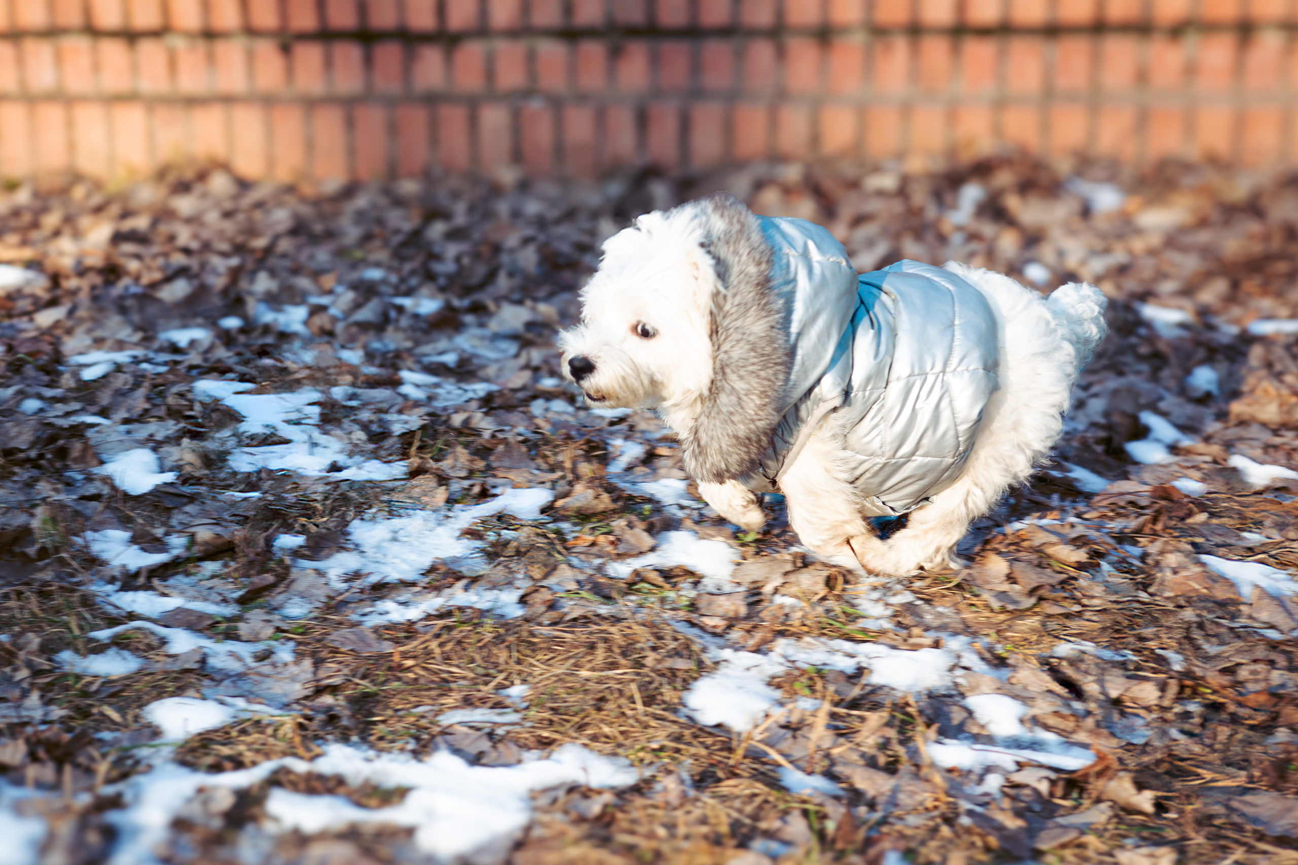 Фотосессия с щенком Минск