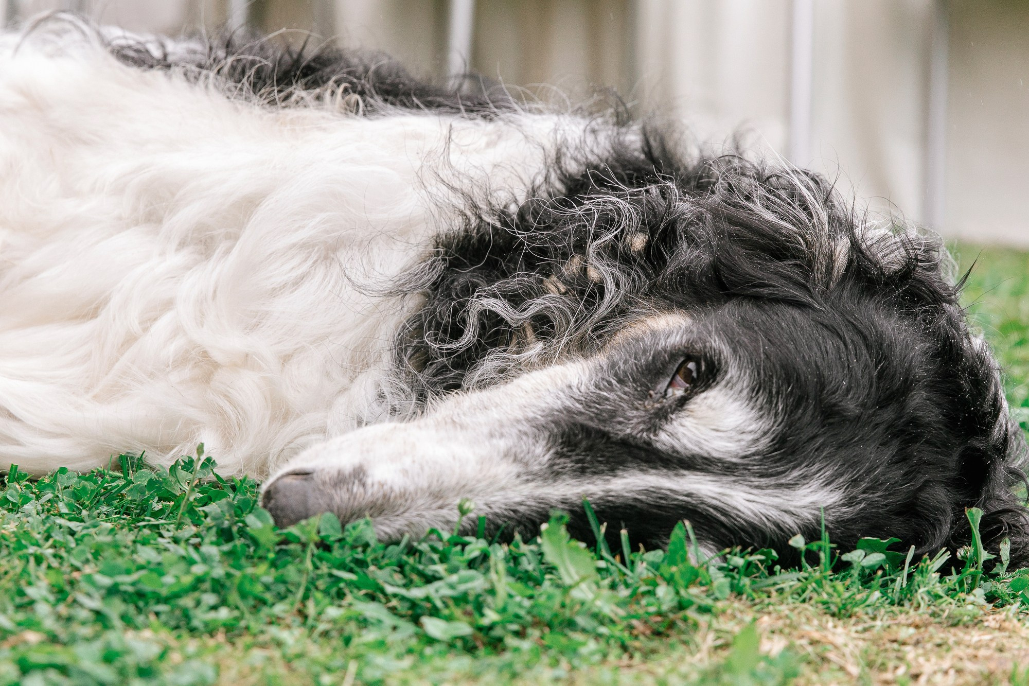 Свадебная фотосессия в классическом стиле. Свадебный фотограф в Нижнем Новгороде и Москве Сергей Воробьев