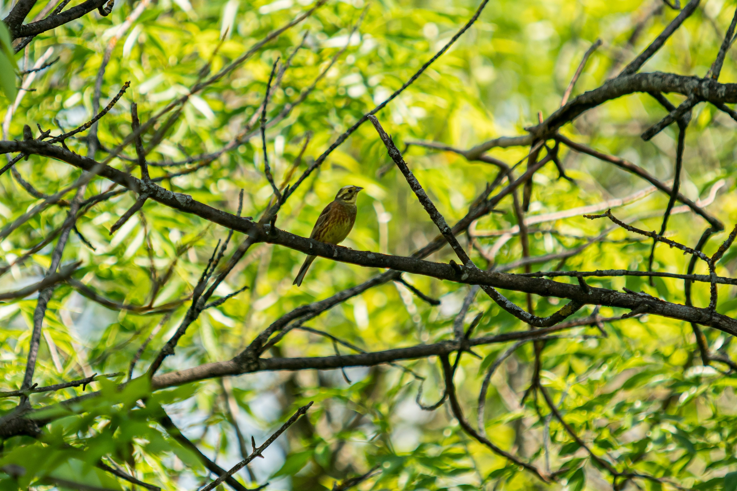 Белогорье, Воронежская область 2017. Фотограф Василий Буланов