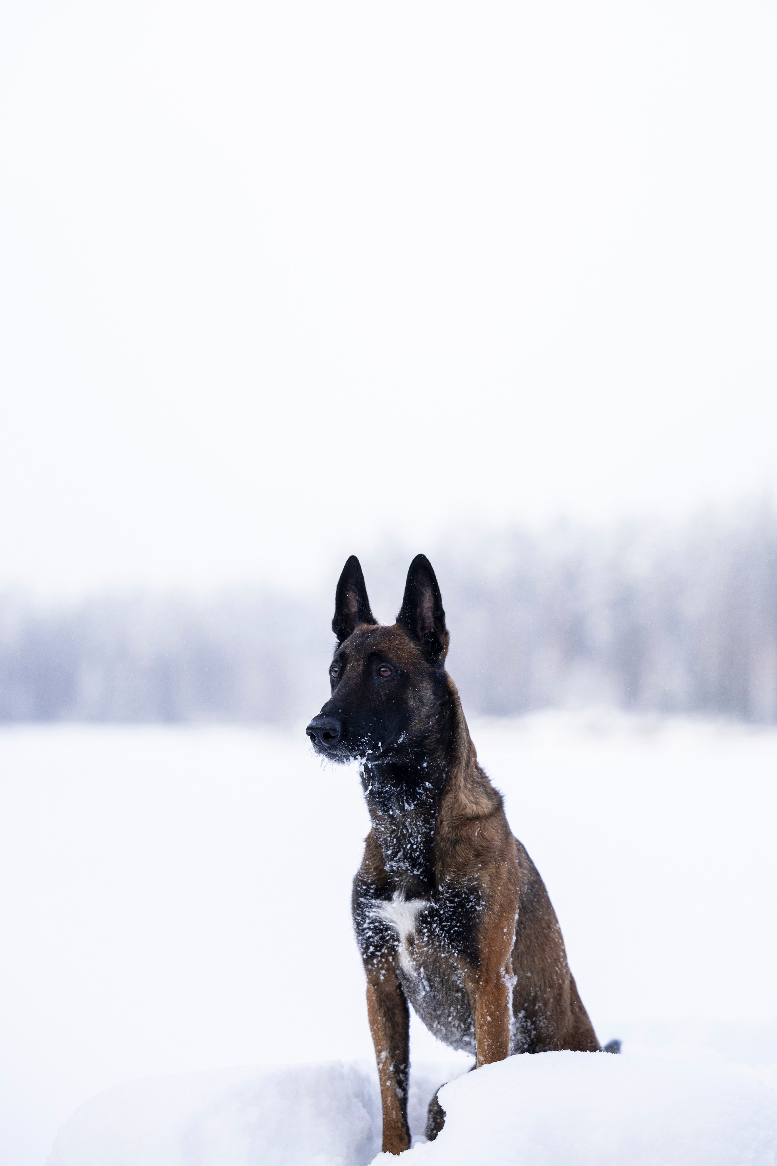 Раш. Фотограф-анималист Анна Маринич