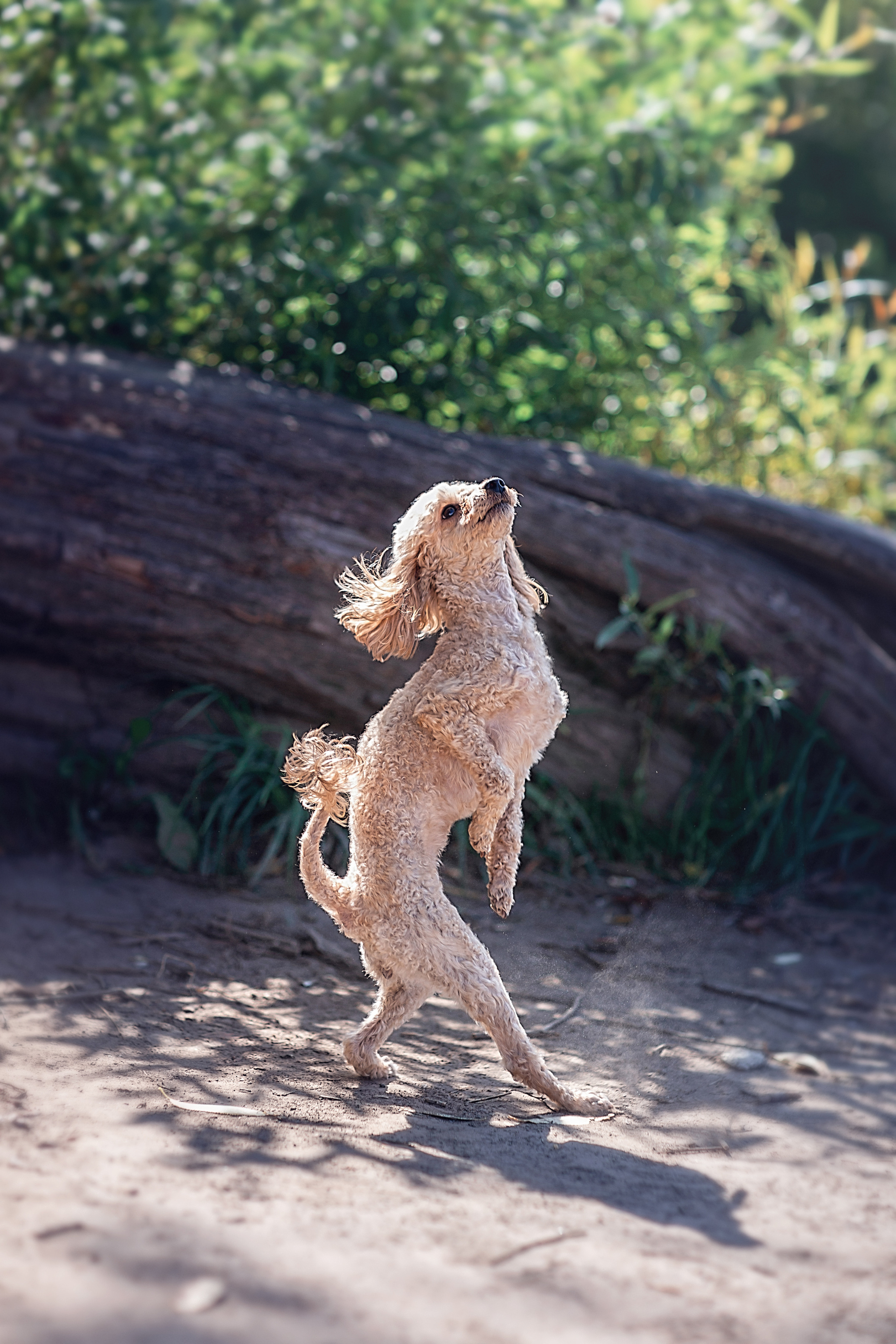 2 годика Дианочке. Семейный фотограф в Санкт-Петербурге