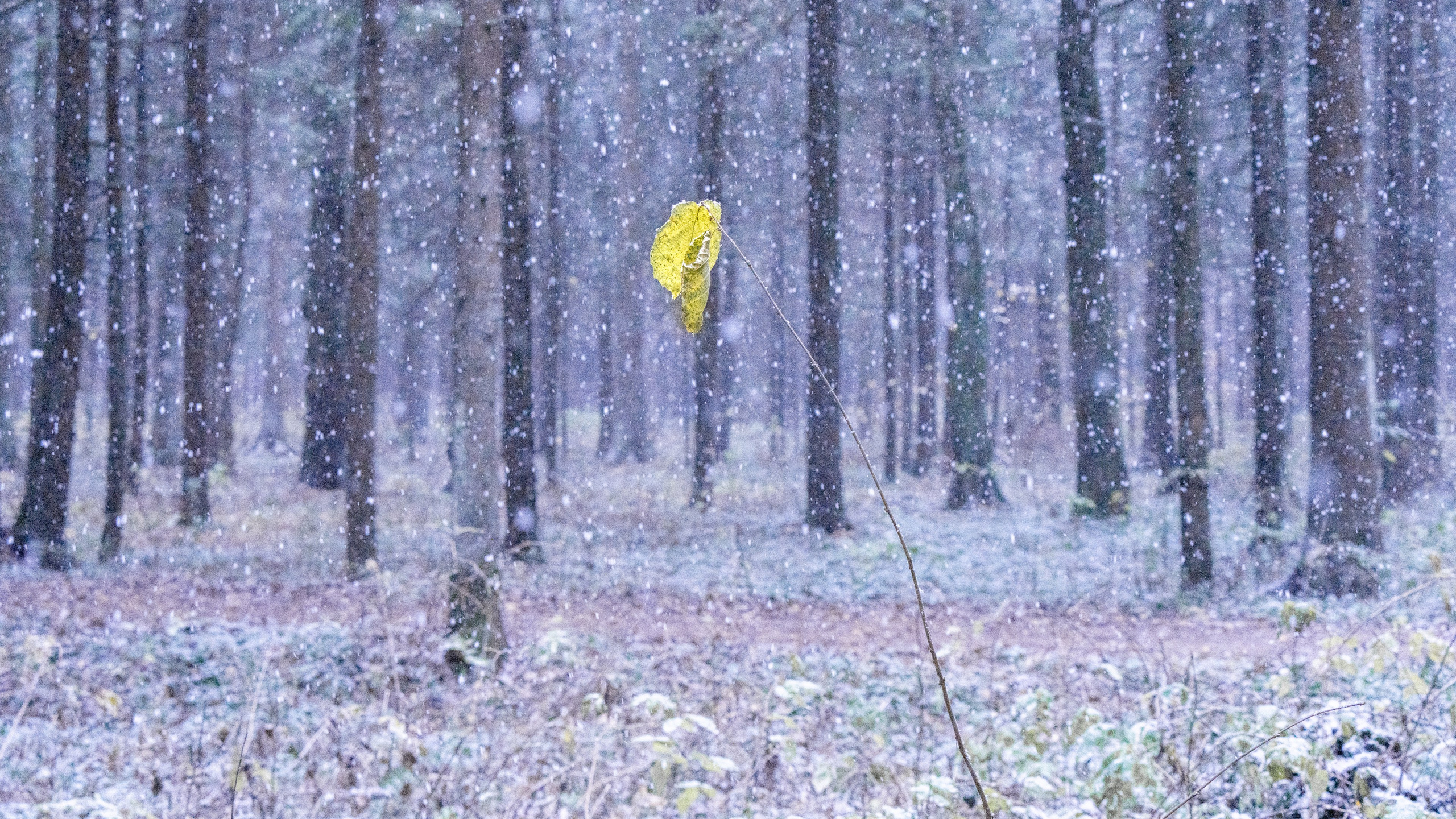 ПЕРЕДЕЛКИНО. ПОБУДЬ ЗДЕСЬ И ЦЕЛЕЕ БУДЕТ ЭТОТ МИР