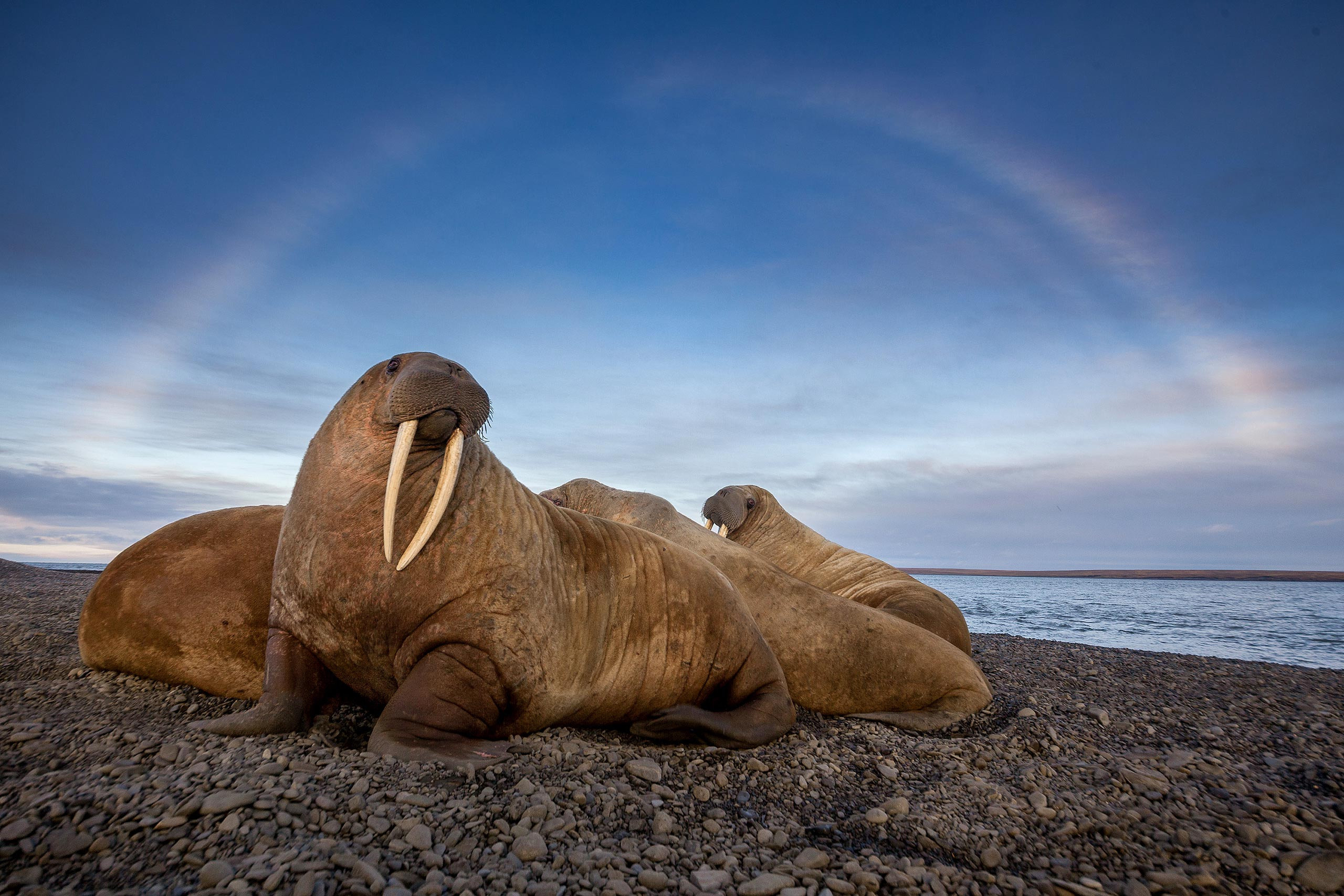 Таймыр. Wildlife Ride — организация фототуров и экспедиций